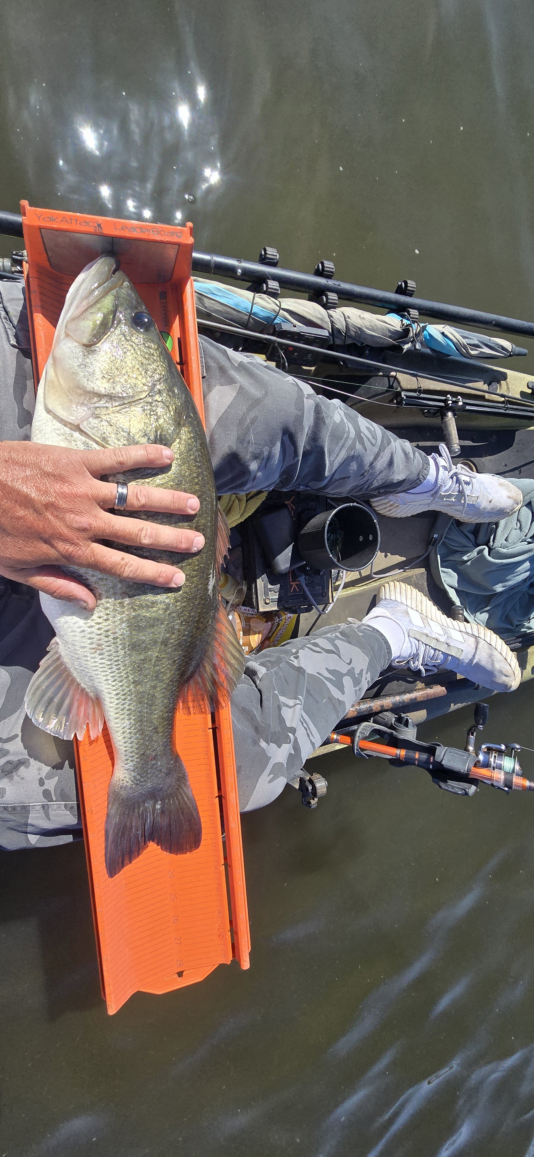 Largemouth Bass