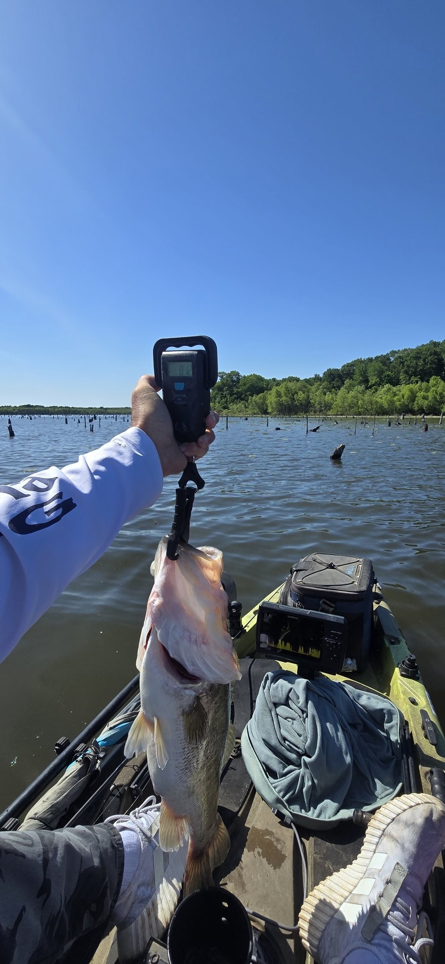 Largemouth Bass