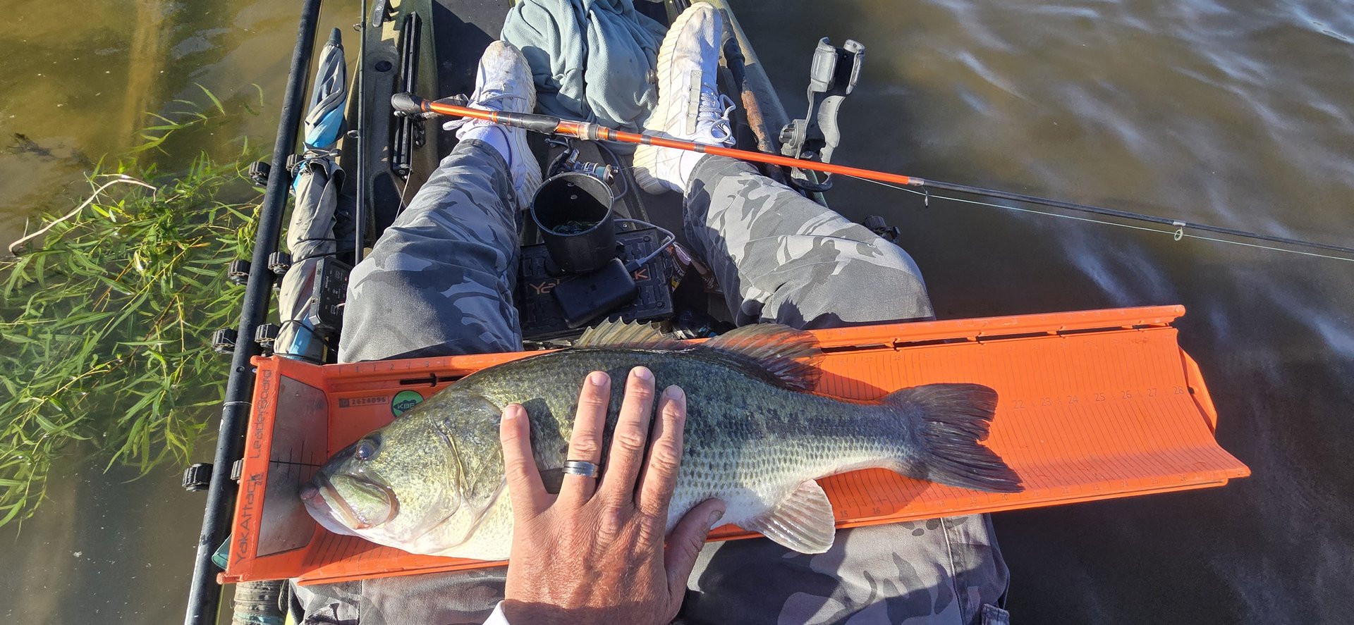 Largemouth Bass