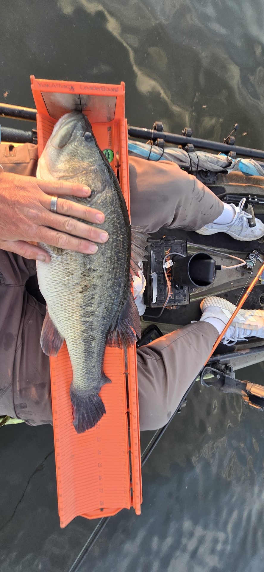 Largemouth Bass