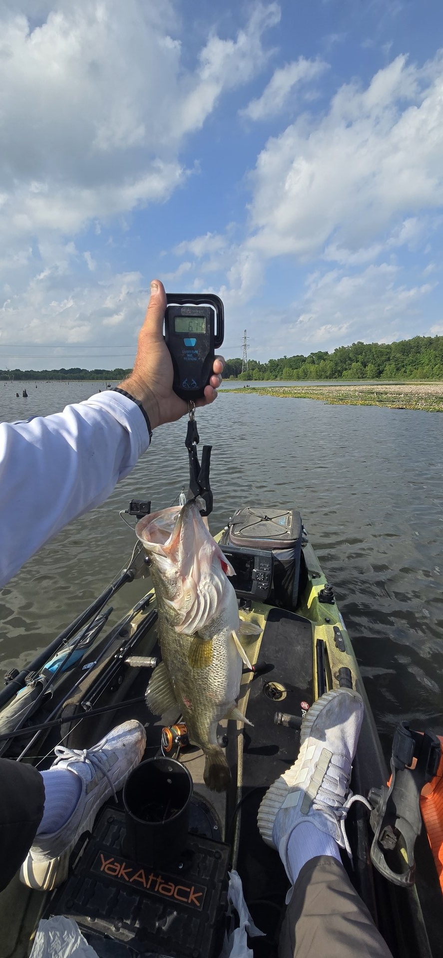 Largemouth Bass
