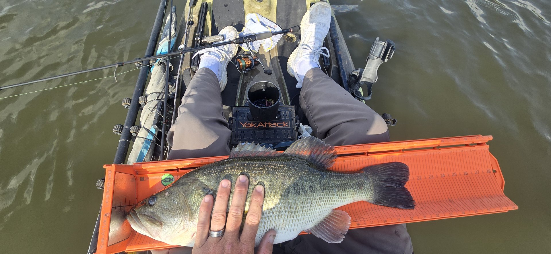 Largemouth Bass