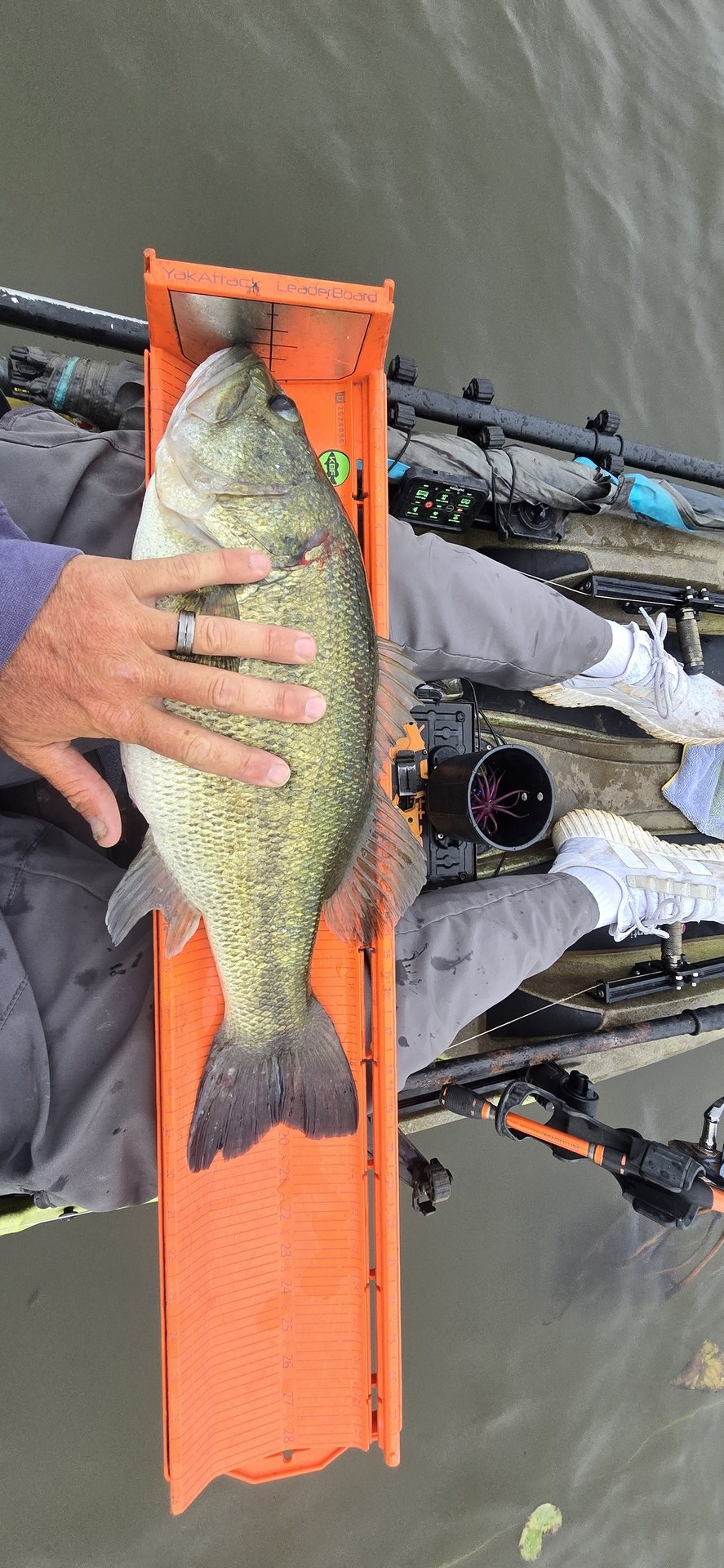 Largemouth Bass