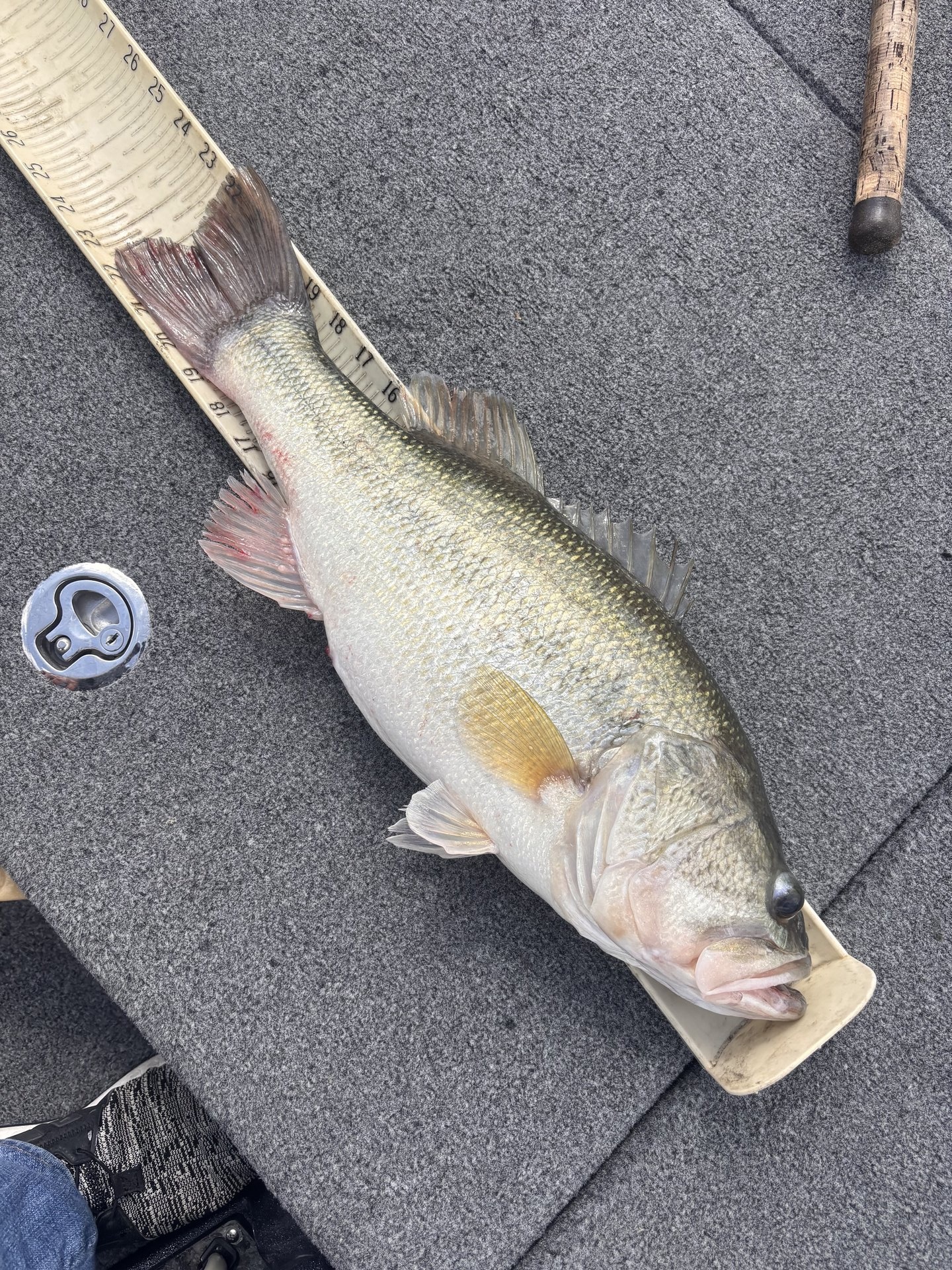 Largemouth Bass