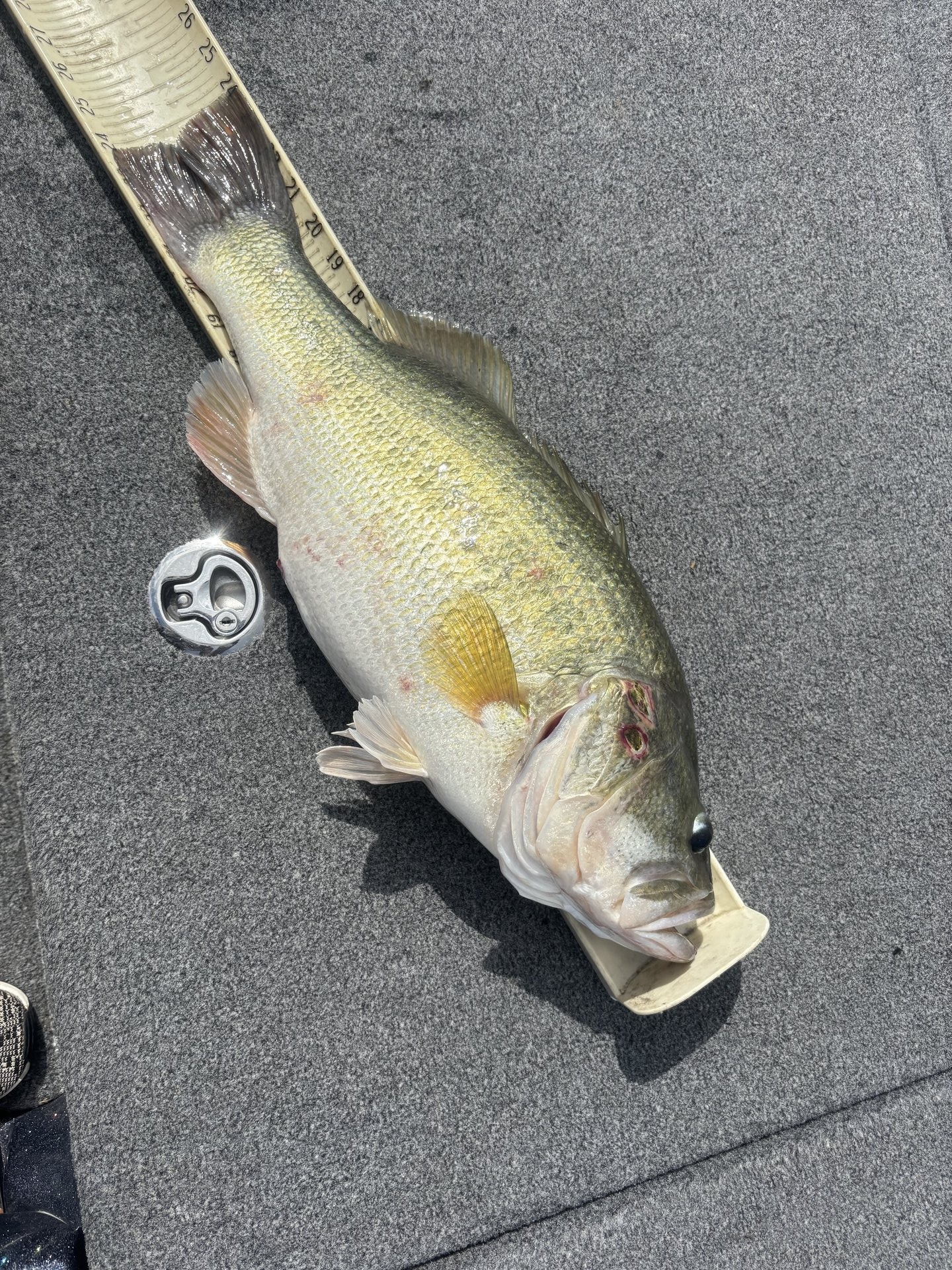 Largemouth Bass