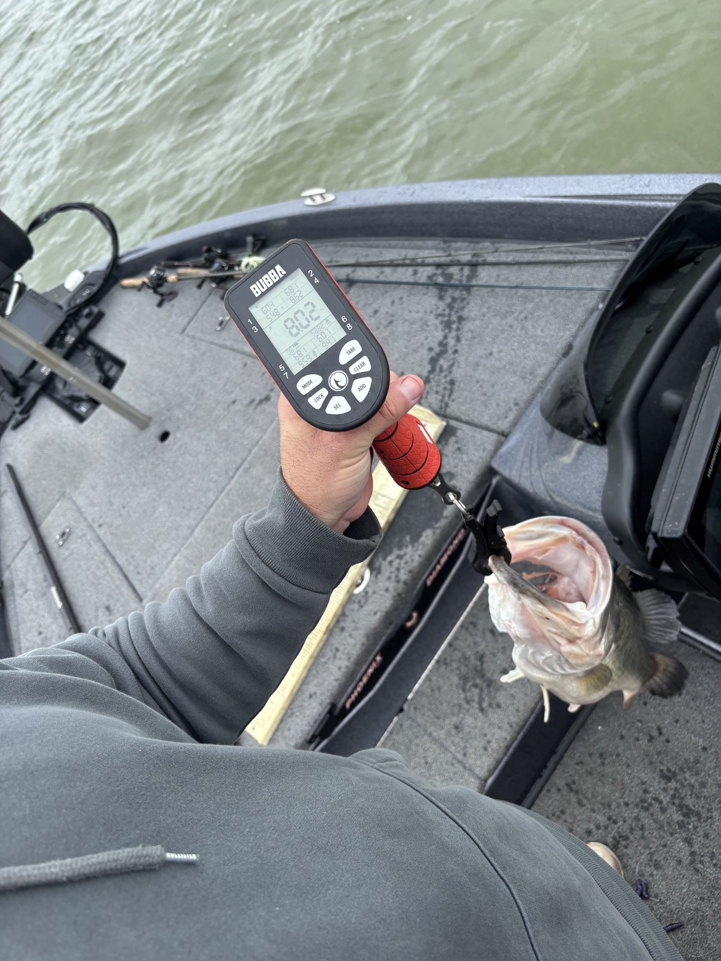 Largemouth Bass