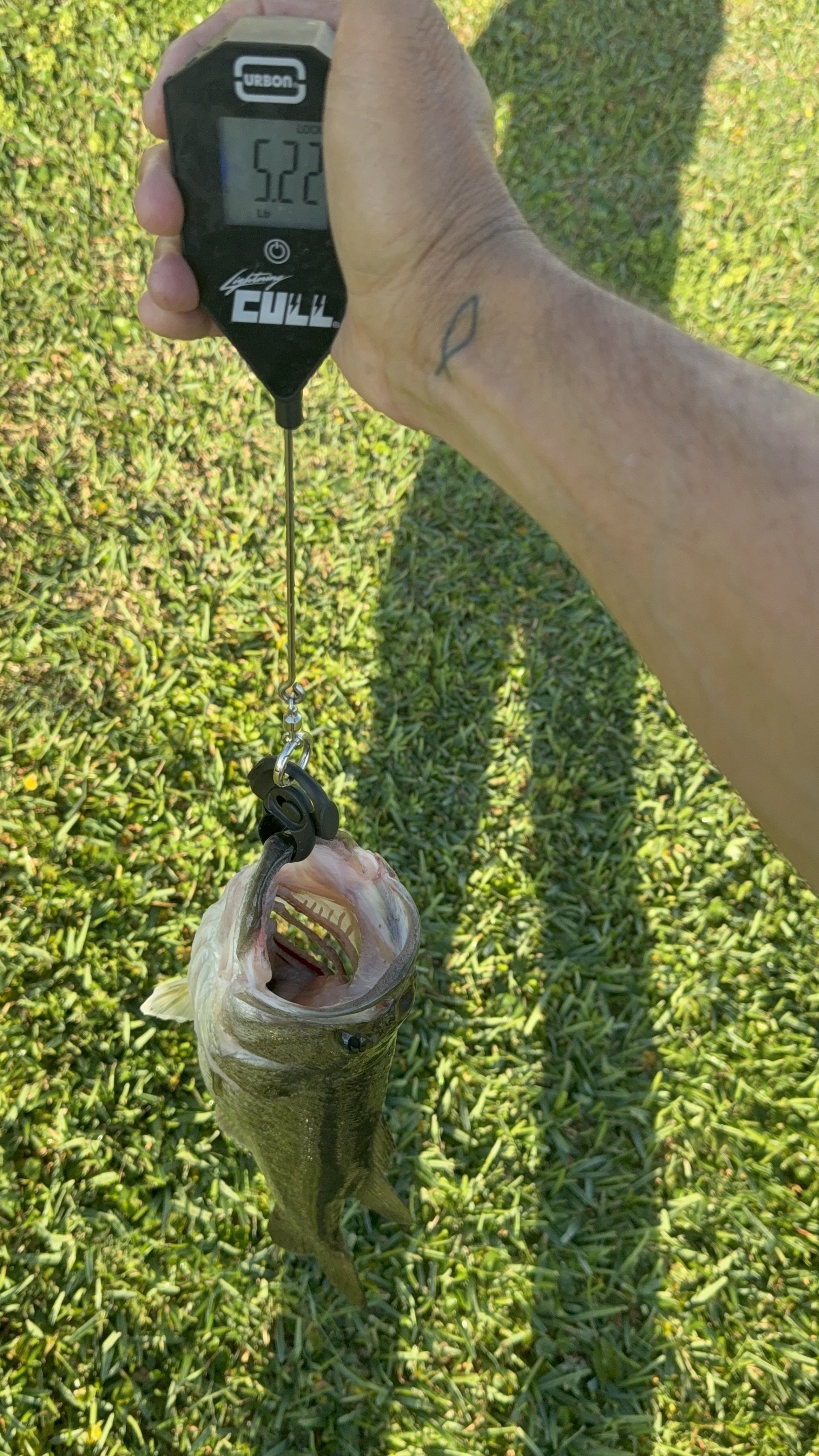 Largemouth Bass