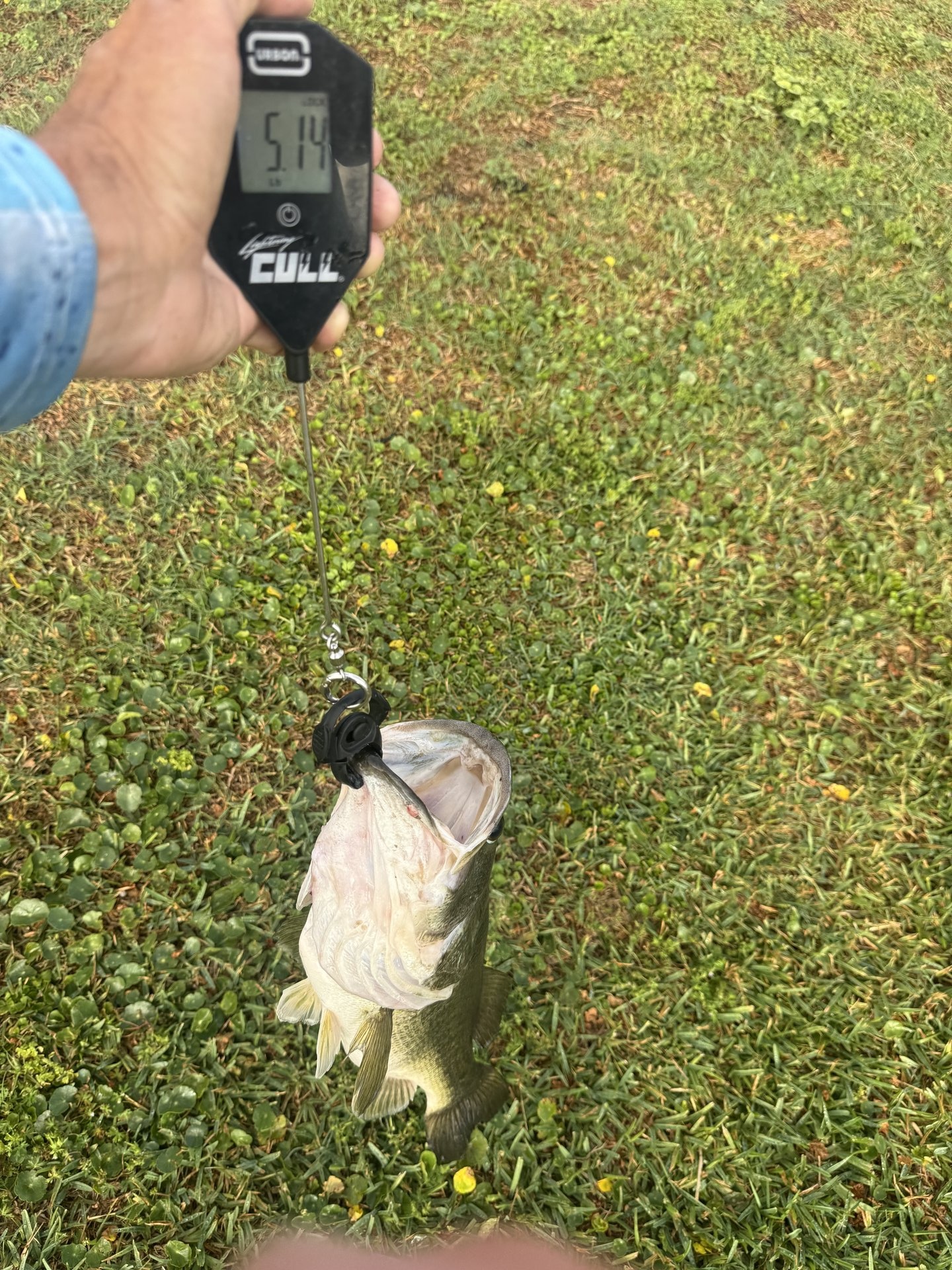Largemouth Bass