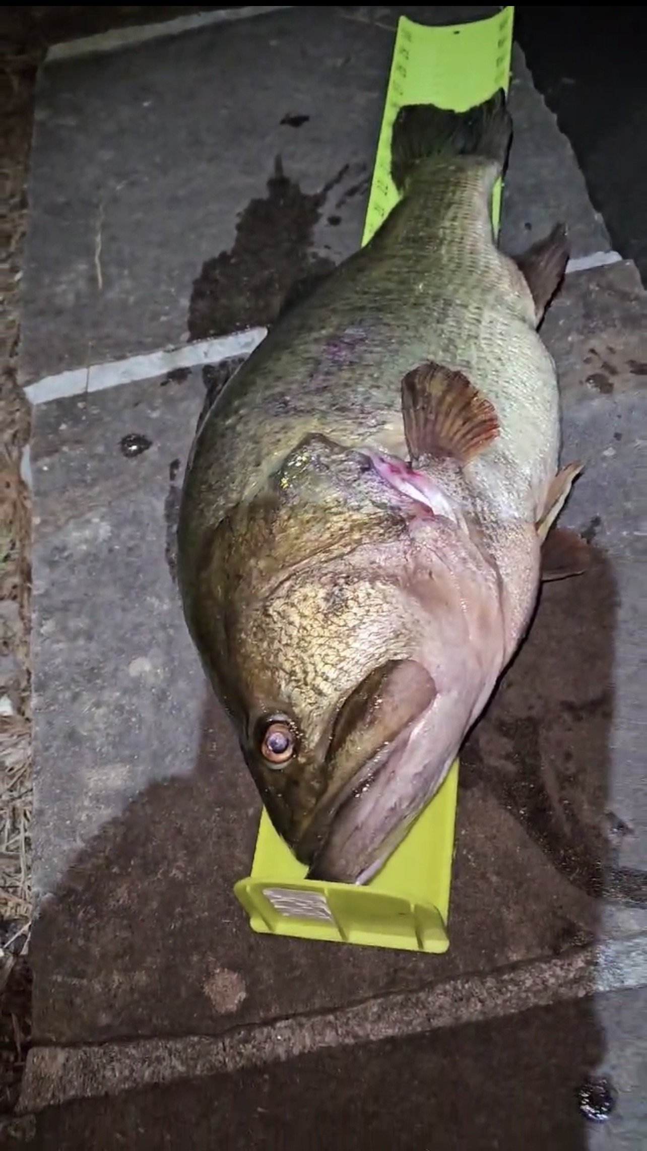 Largemouth Bass