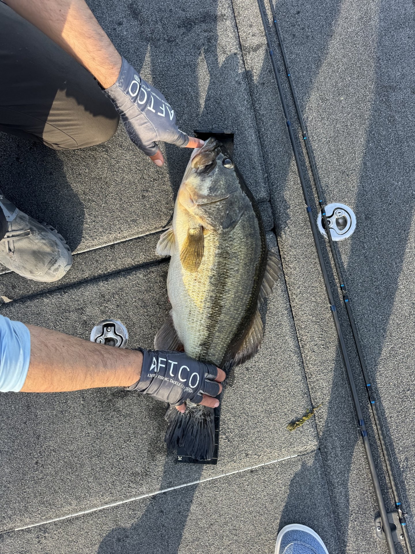 Largemouth Bass