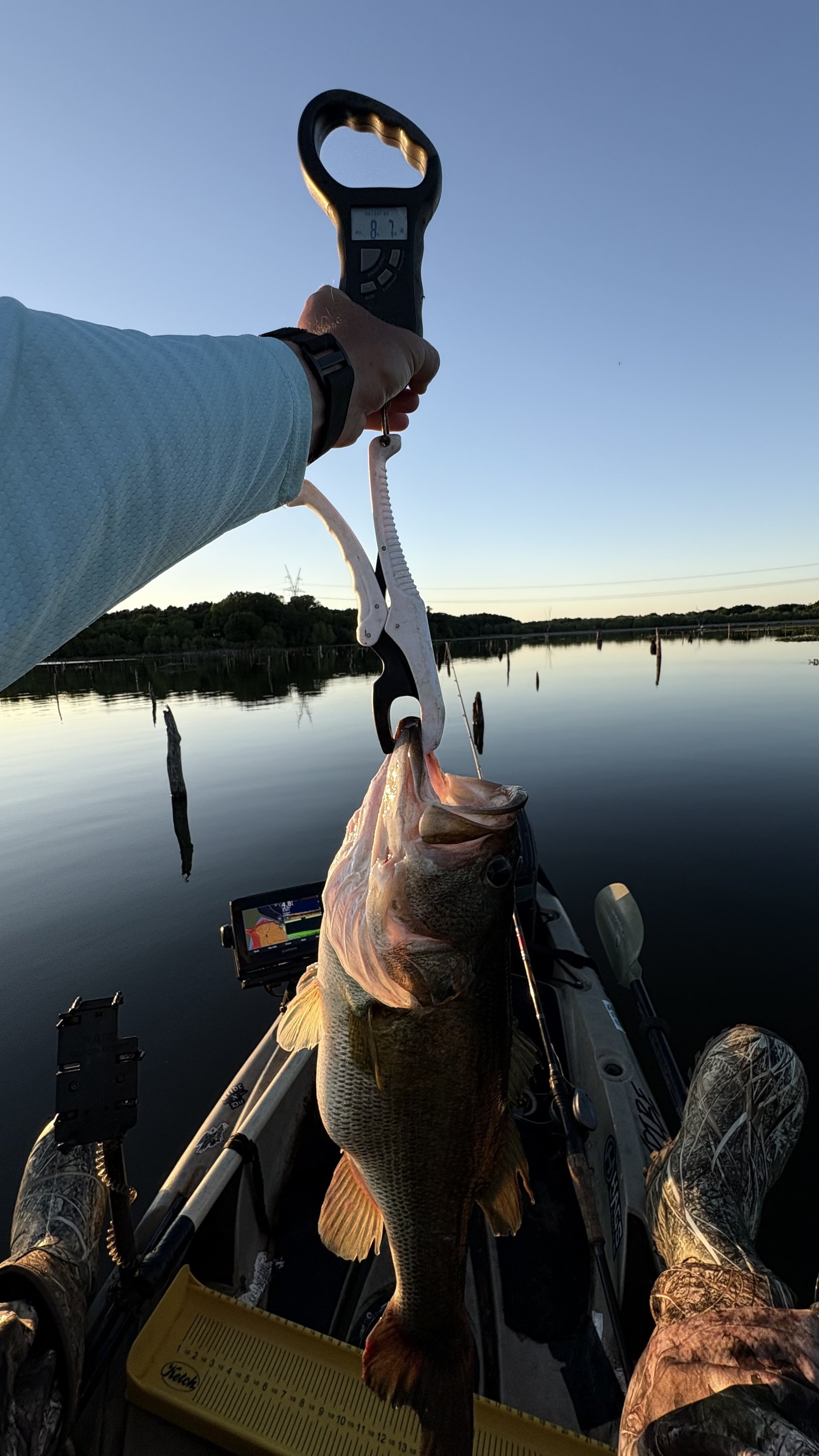 Largemouth Bass