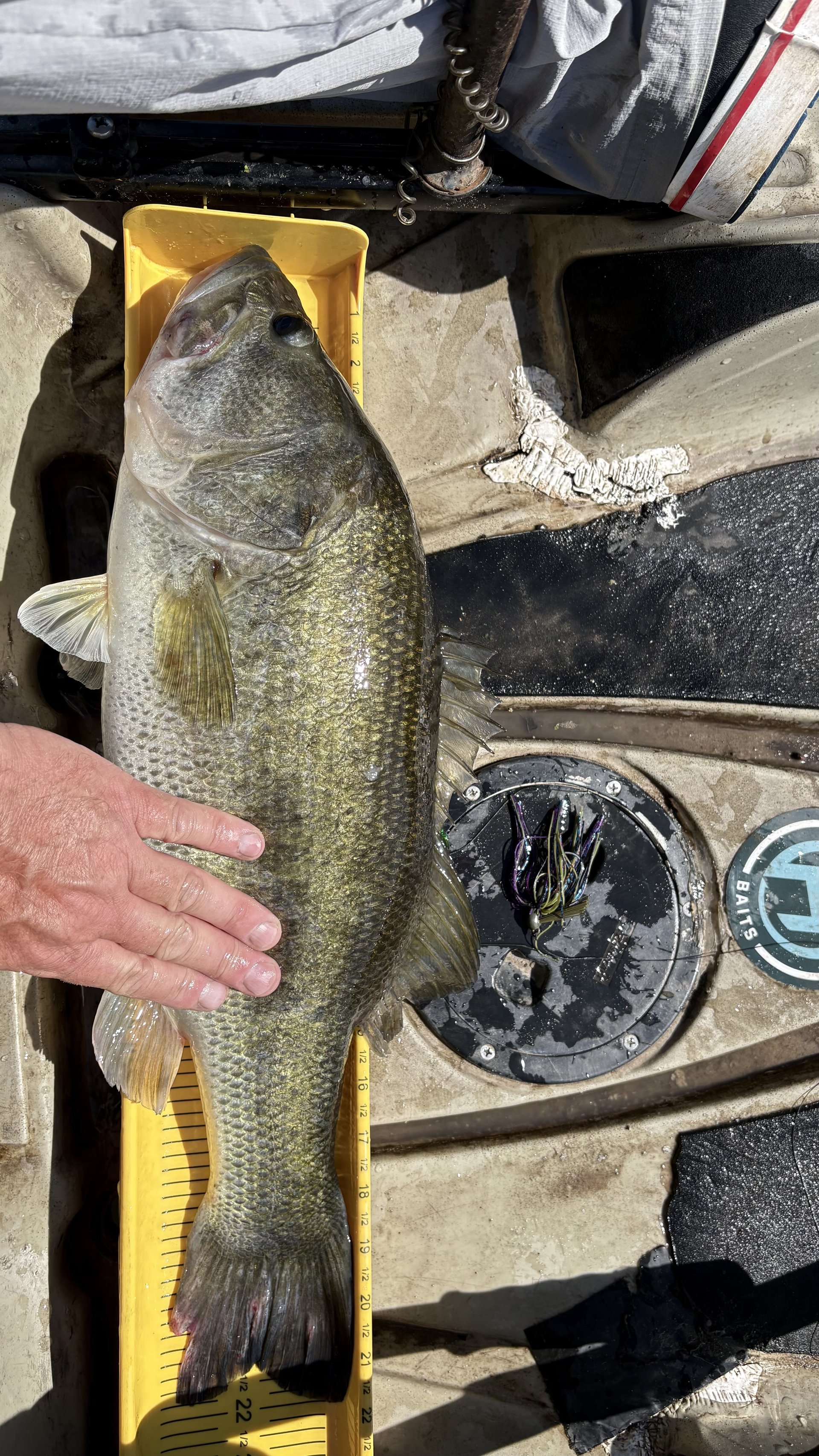 Largemouth Bass