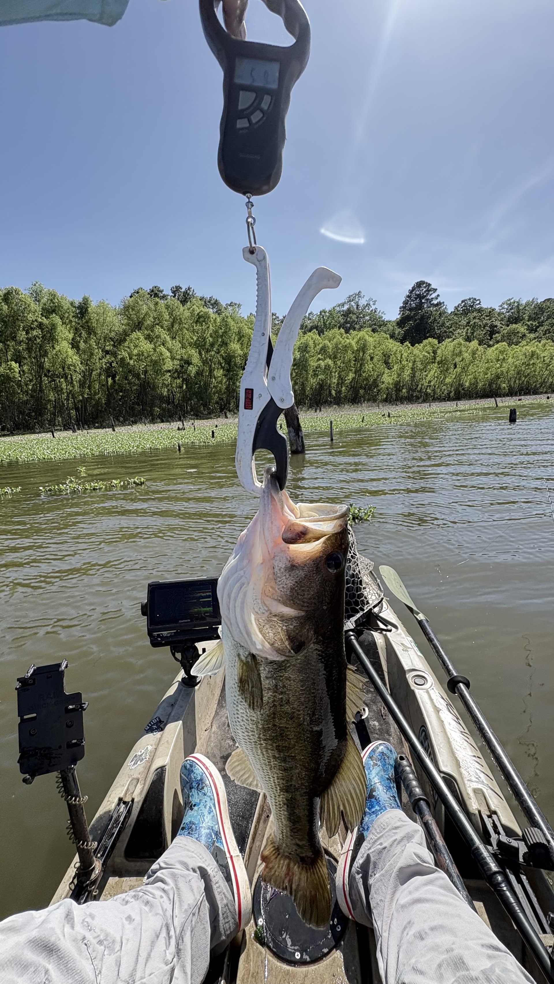 Largemouth Bass