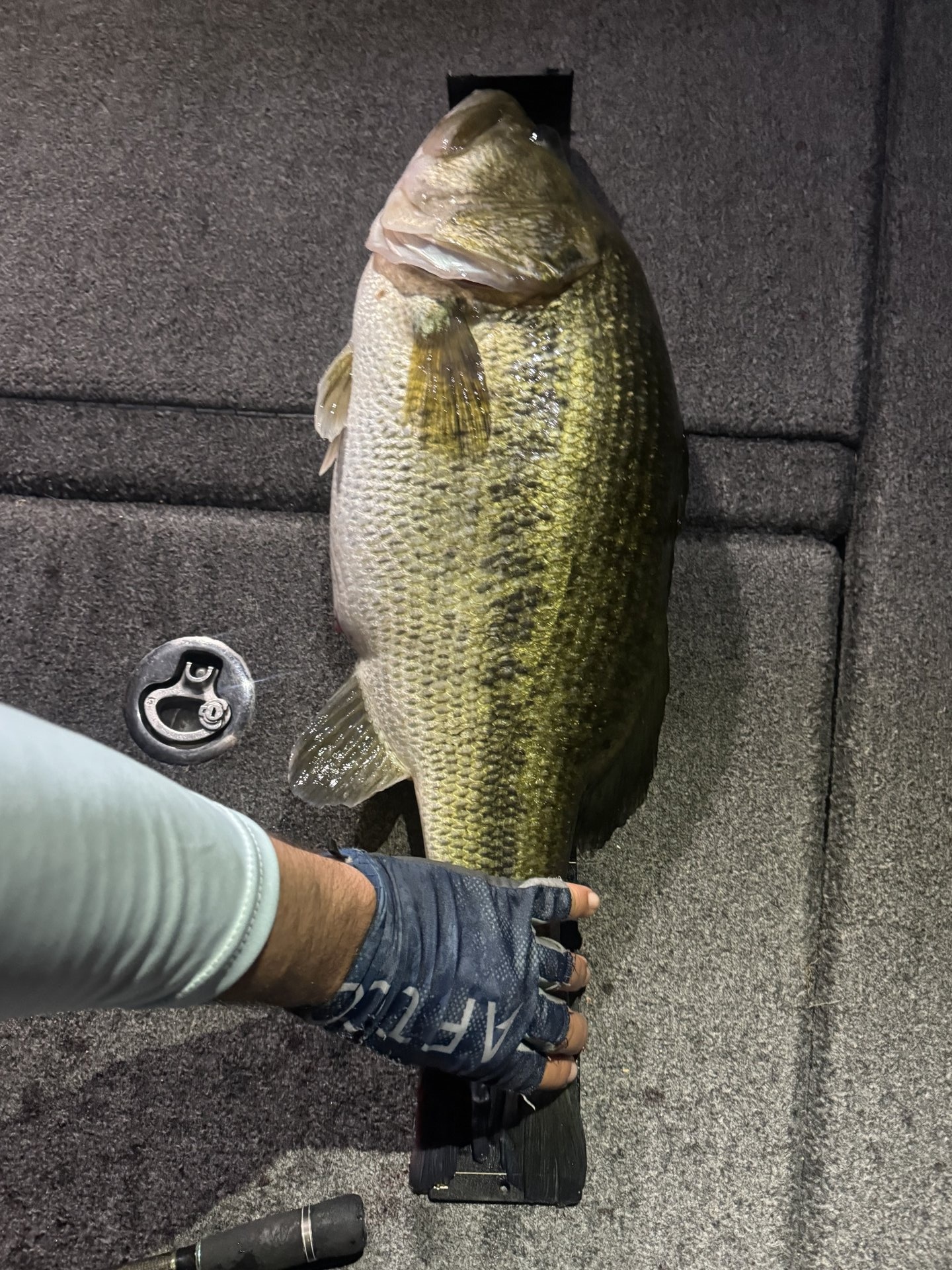 Largemouth Bass