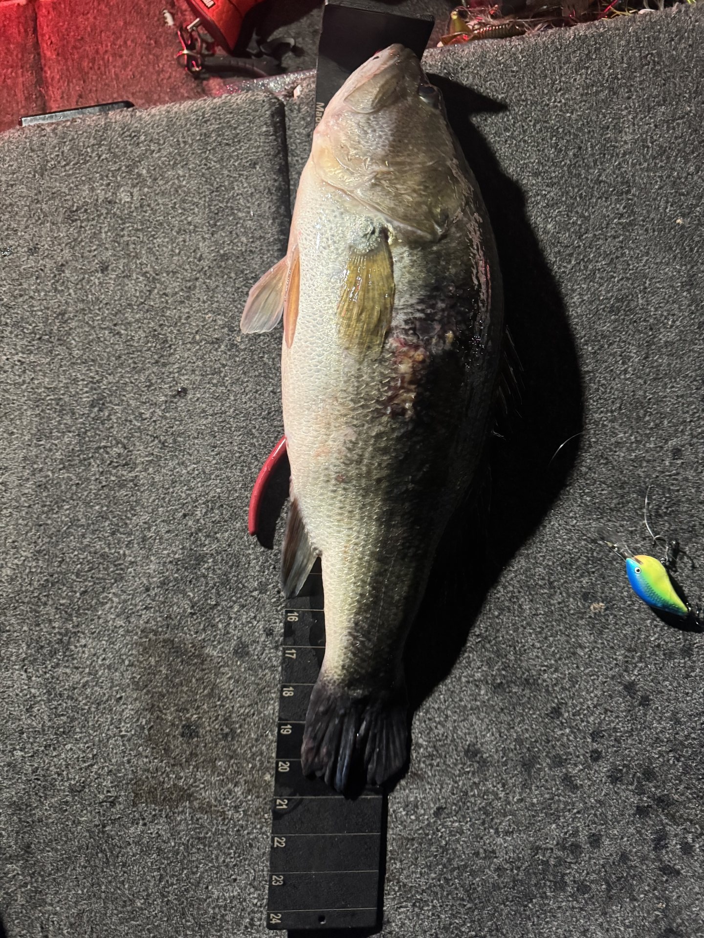 Largemouth Bass