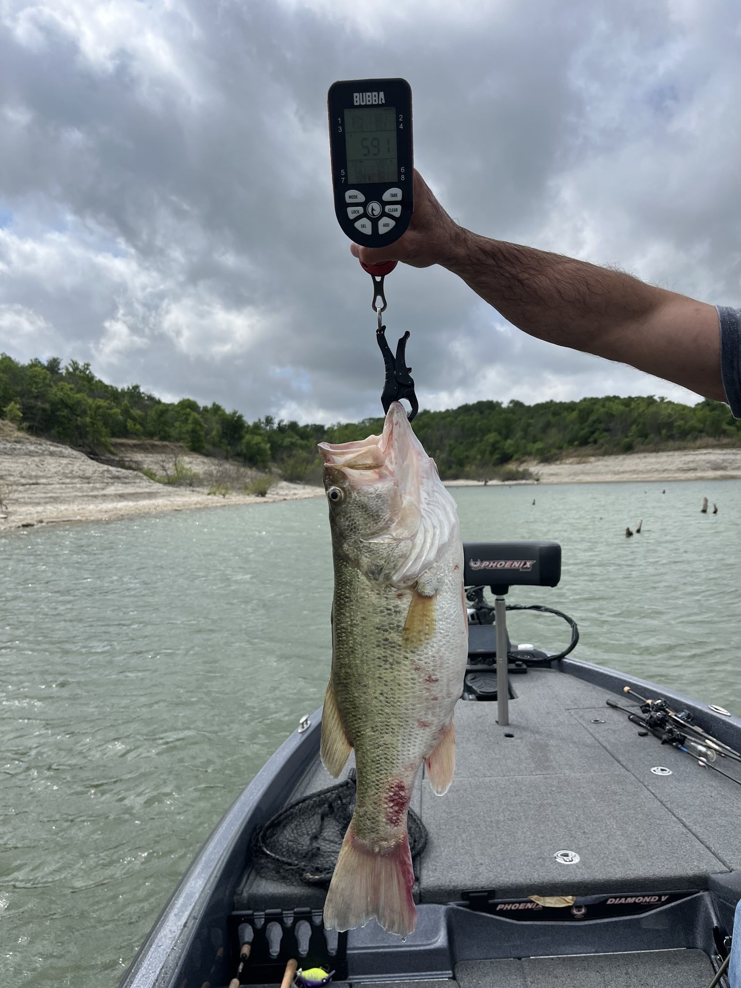 Largemouth Bass