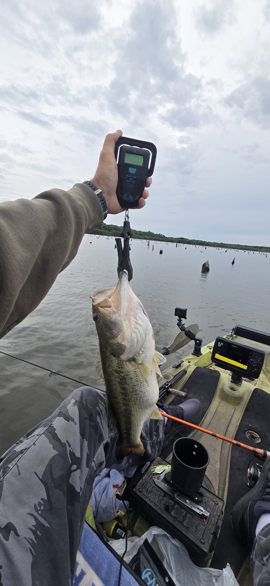 Largemouth Bass