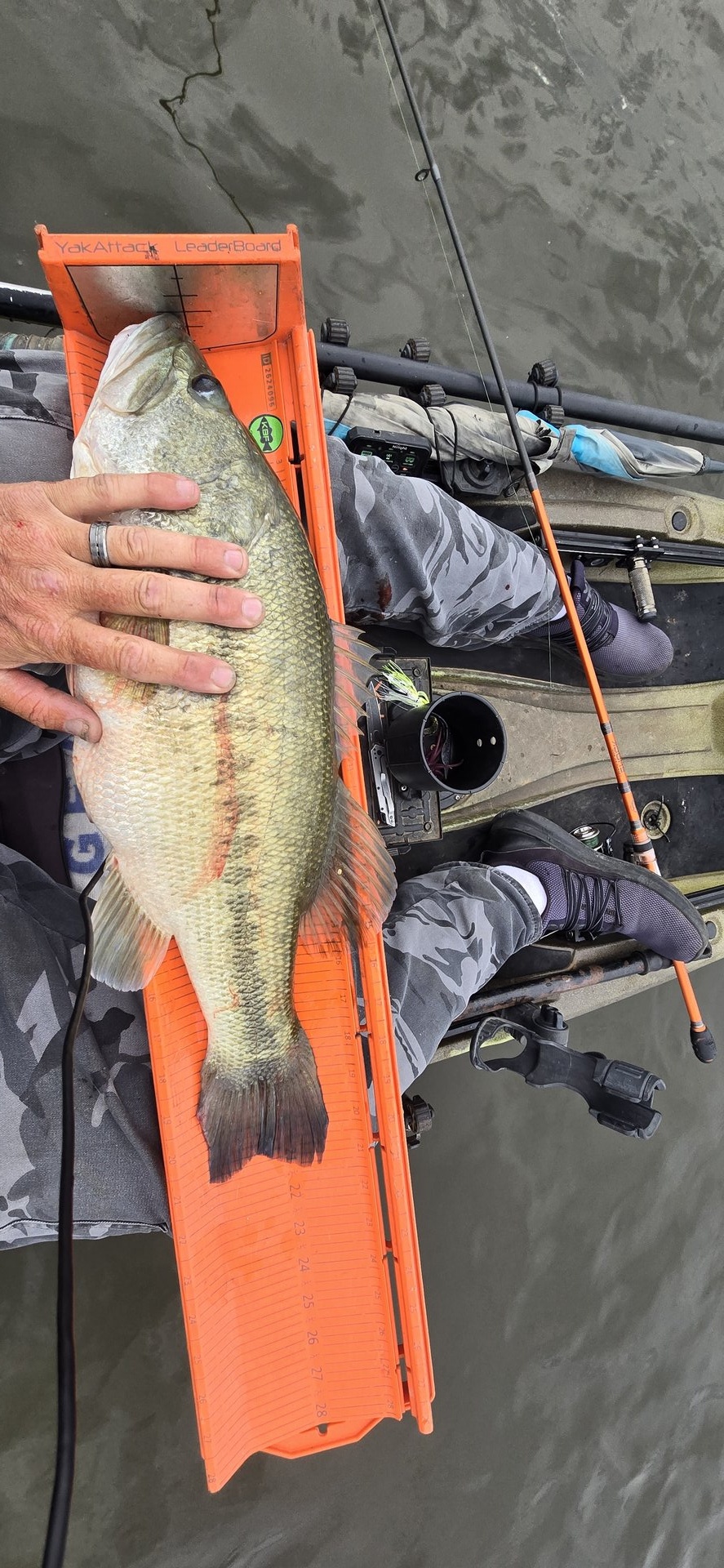 Largemouth Bass