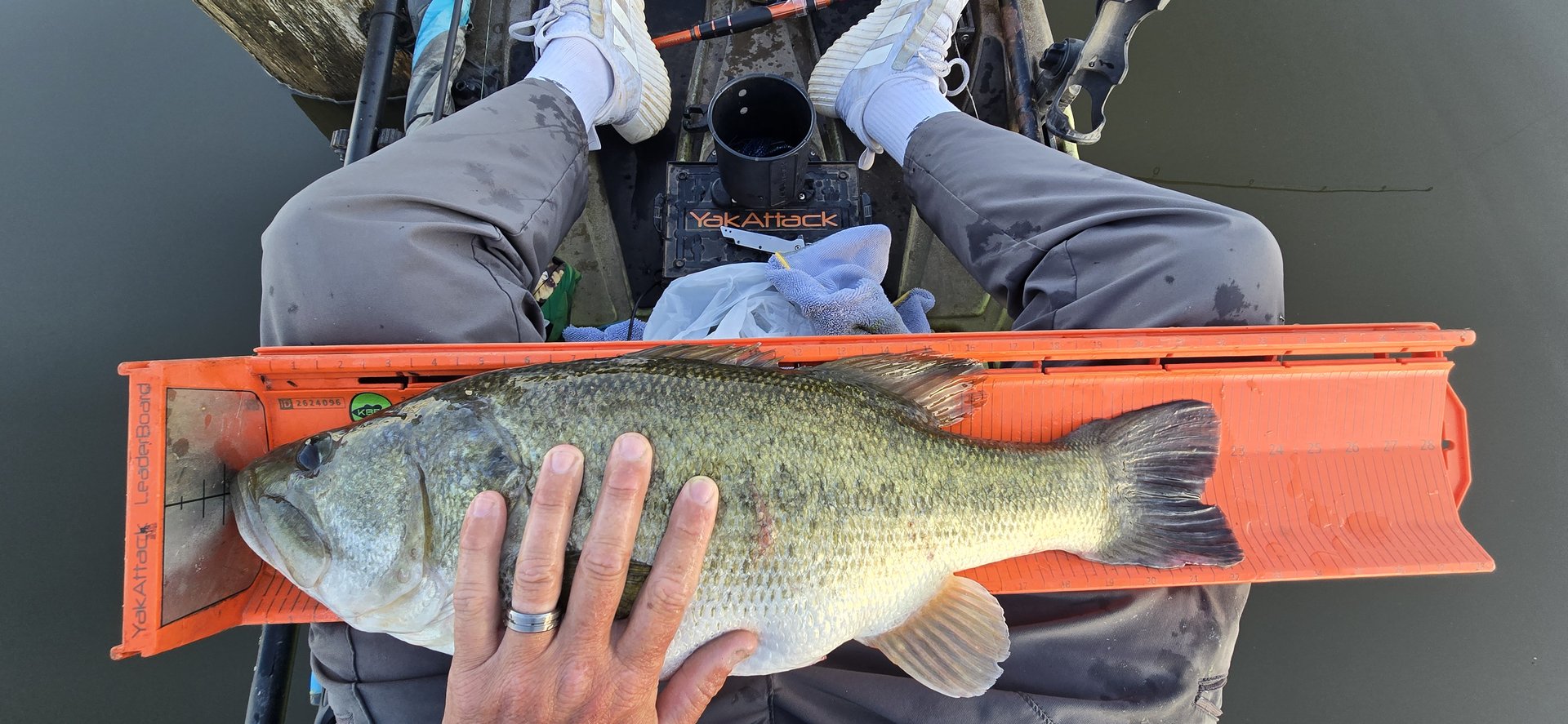 Largemouth Bass