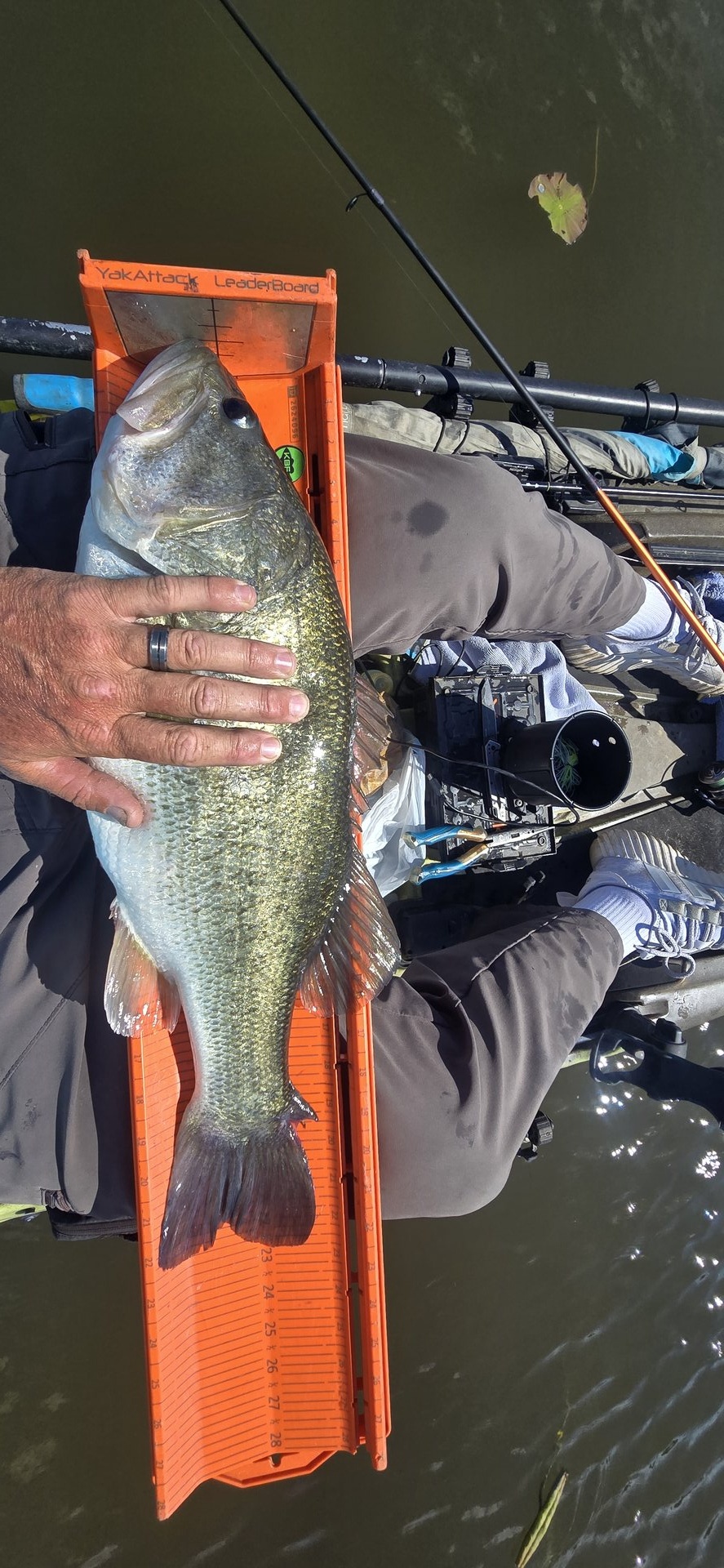Largemouth Bass
