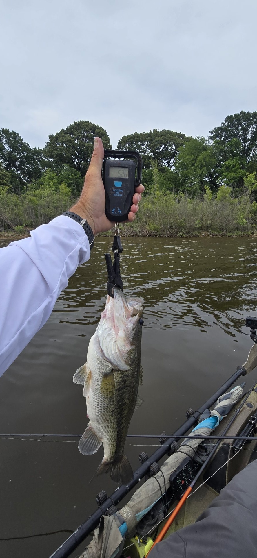 Largemouth Bass