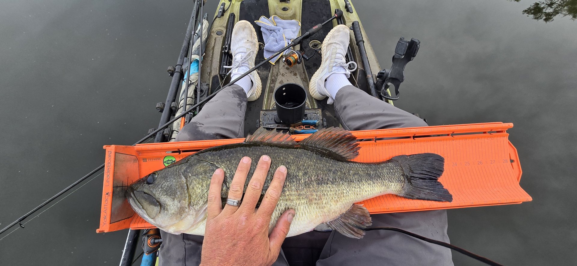 Largemouth Bass