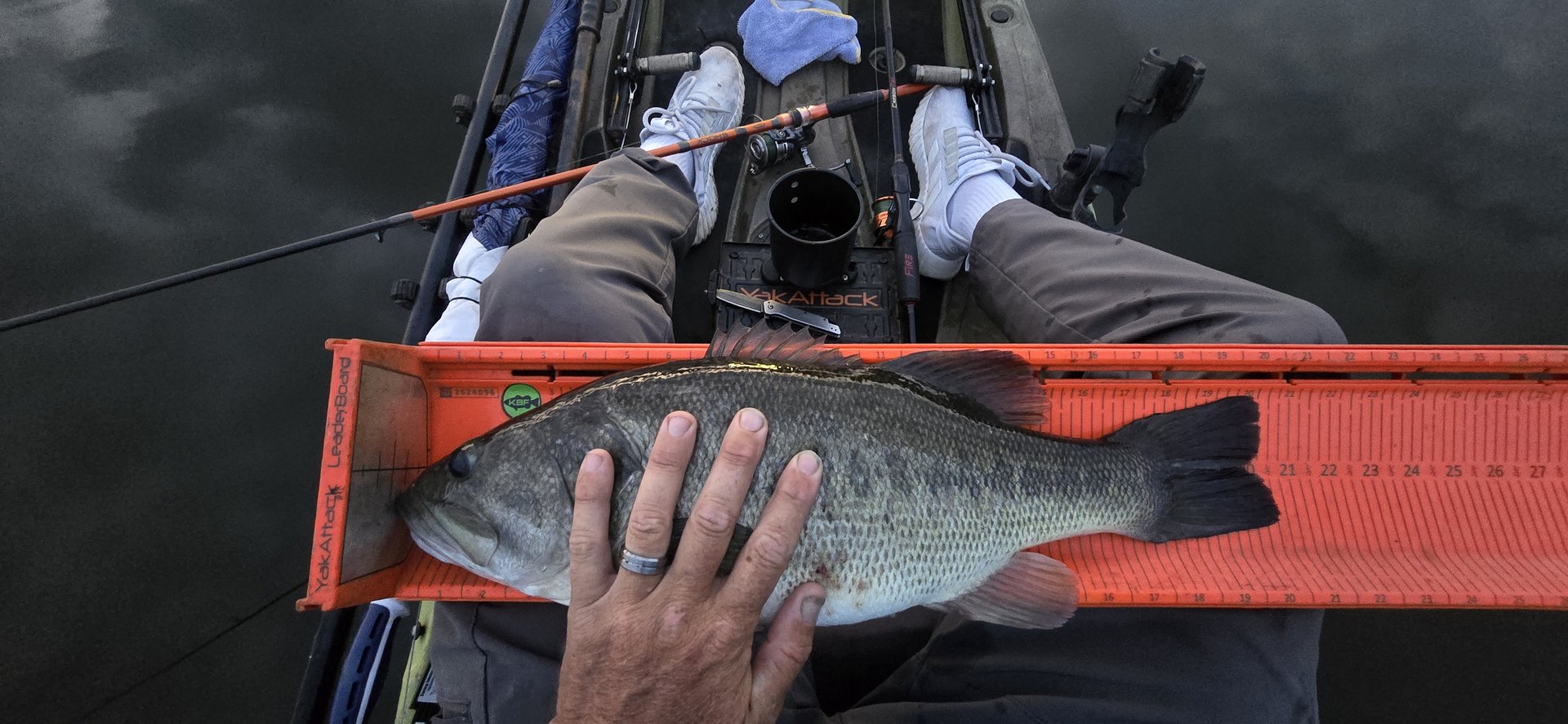 Largemouth Bass