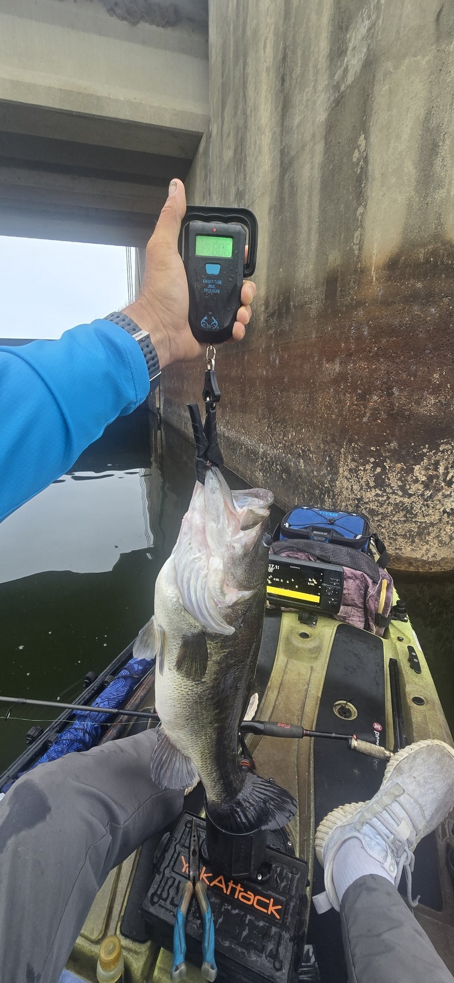 Largemouth Bass