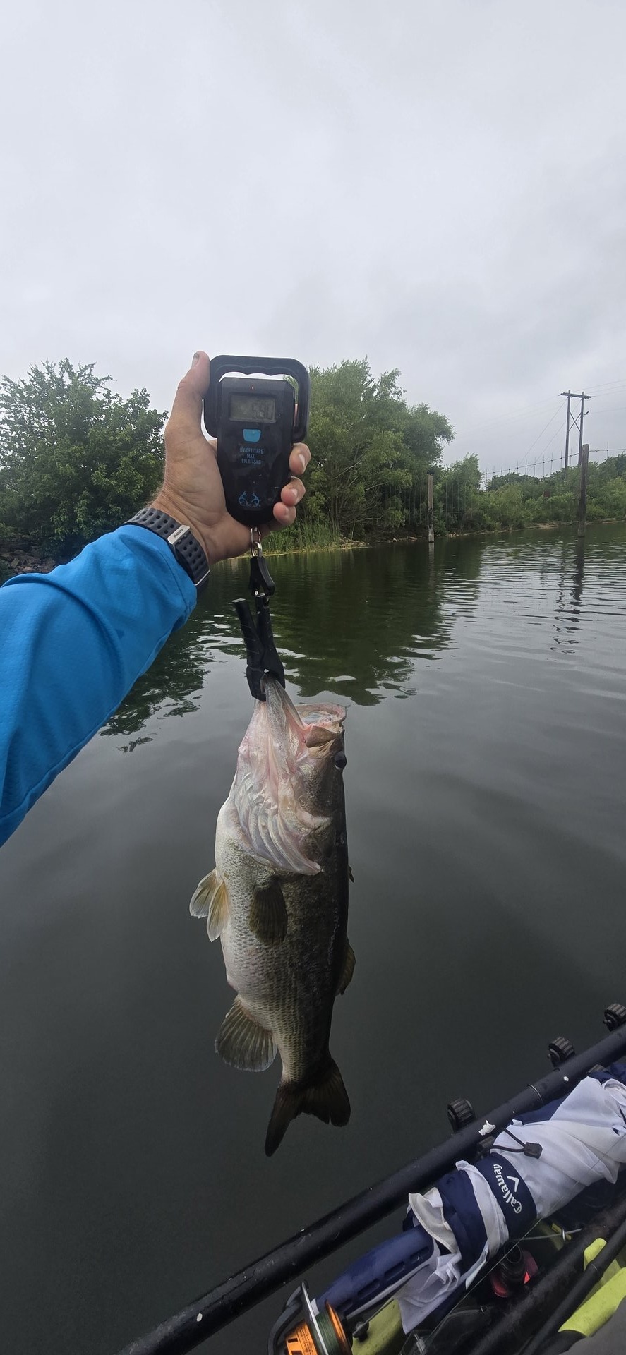 Largemouth Bass