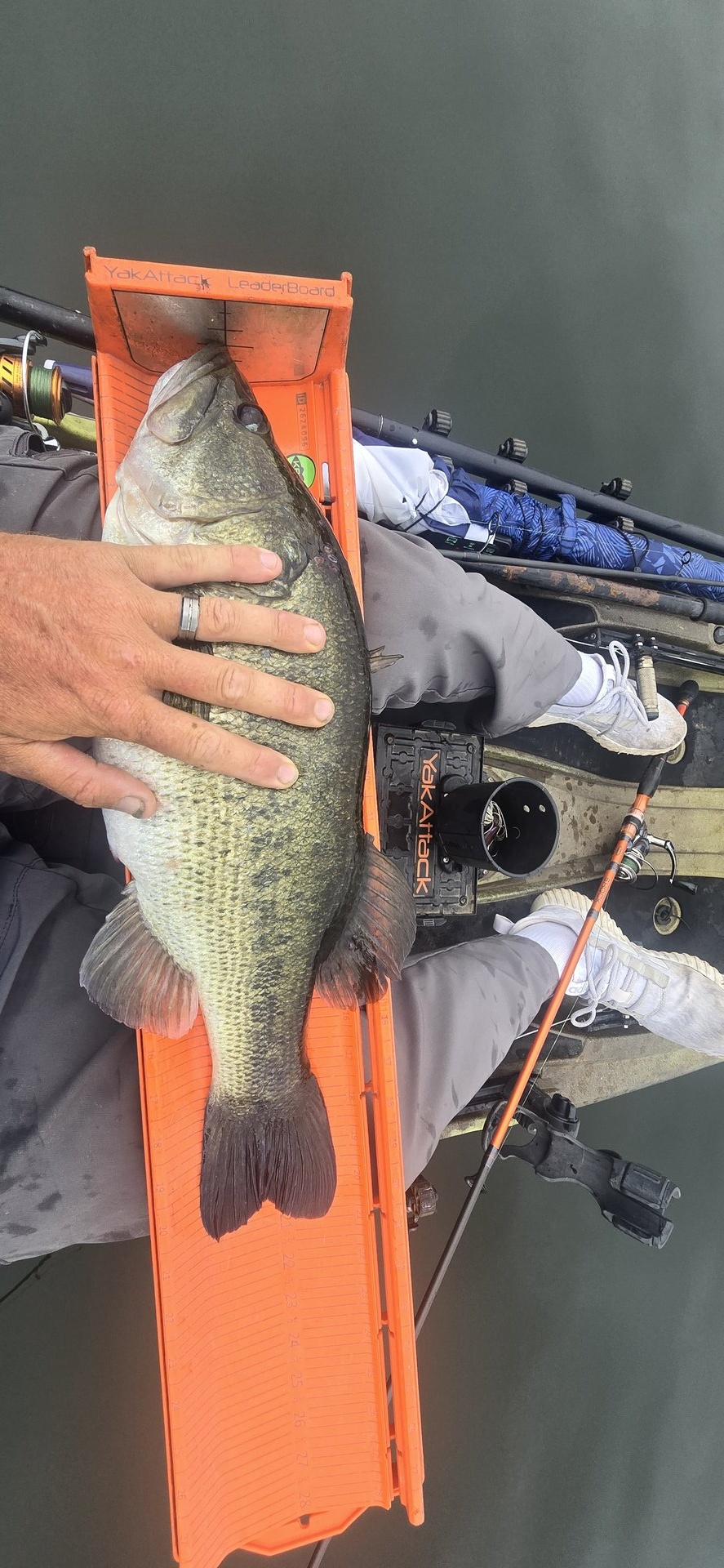 Largemouth Bass