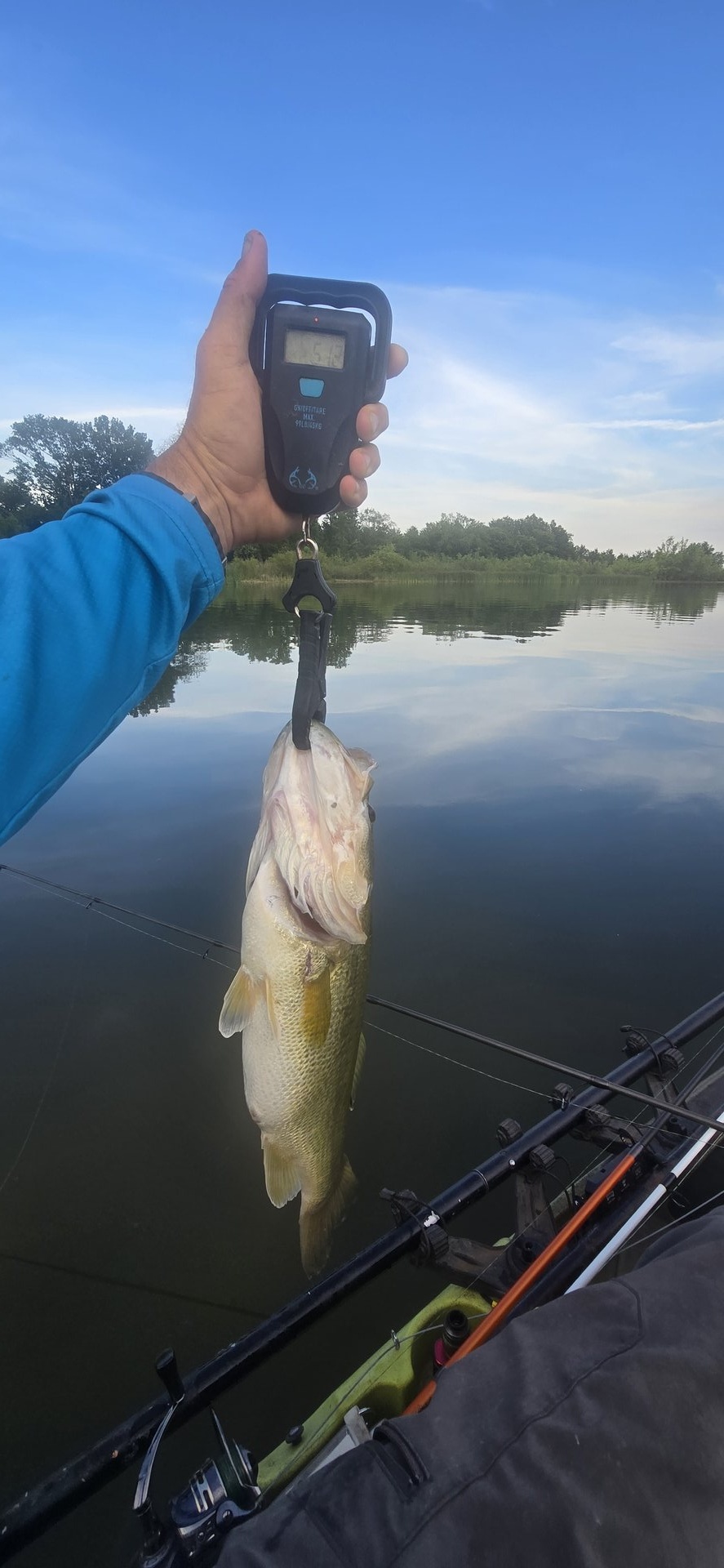 Largemouth Bass