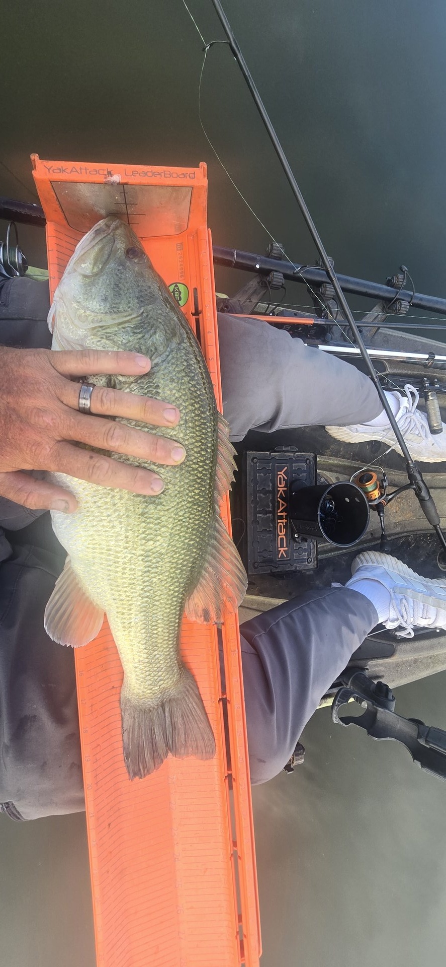 Largemouth Bass