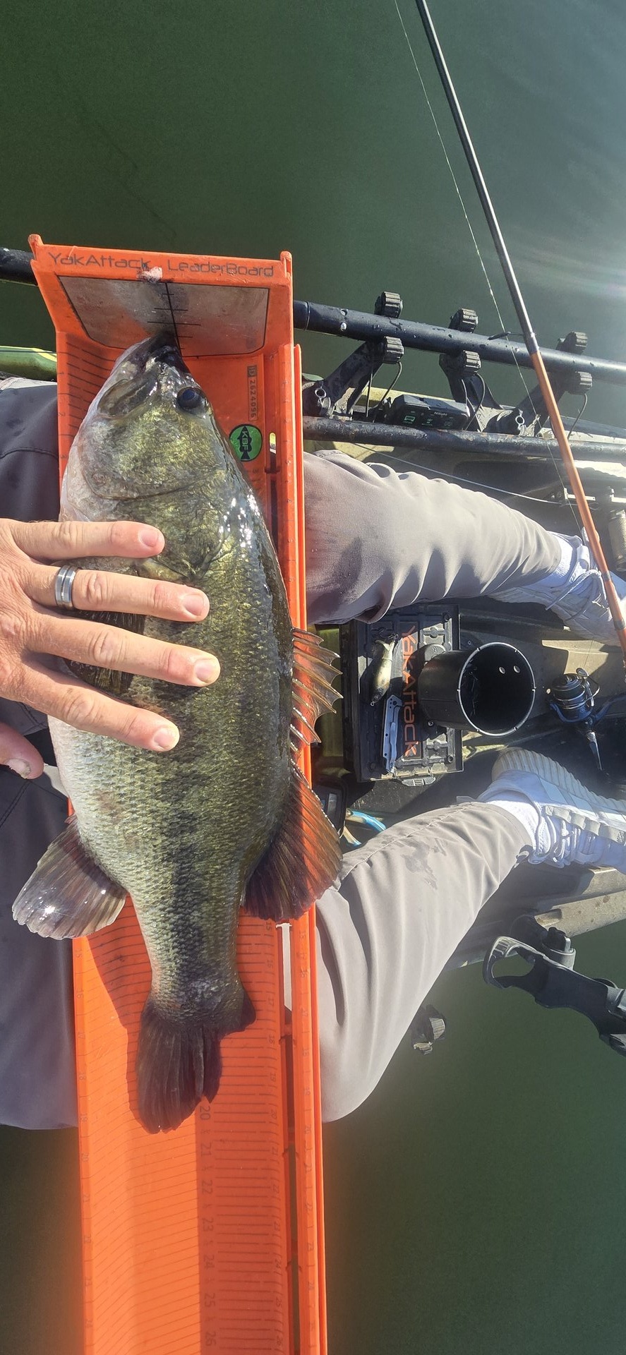 Largemouth Bass