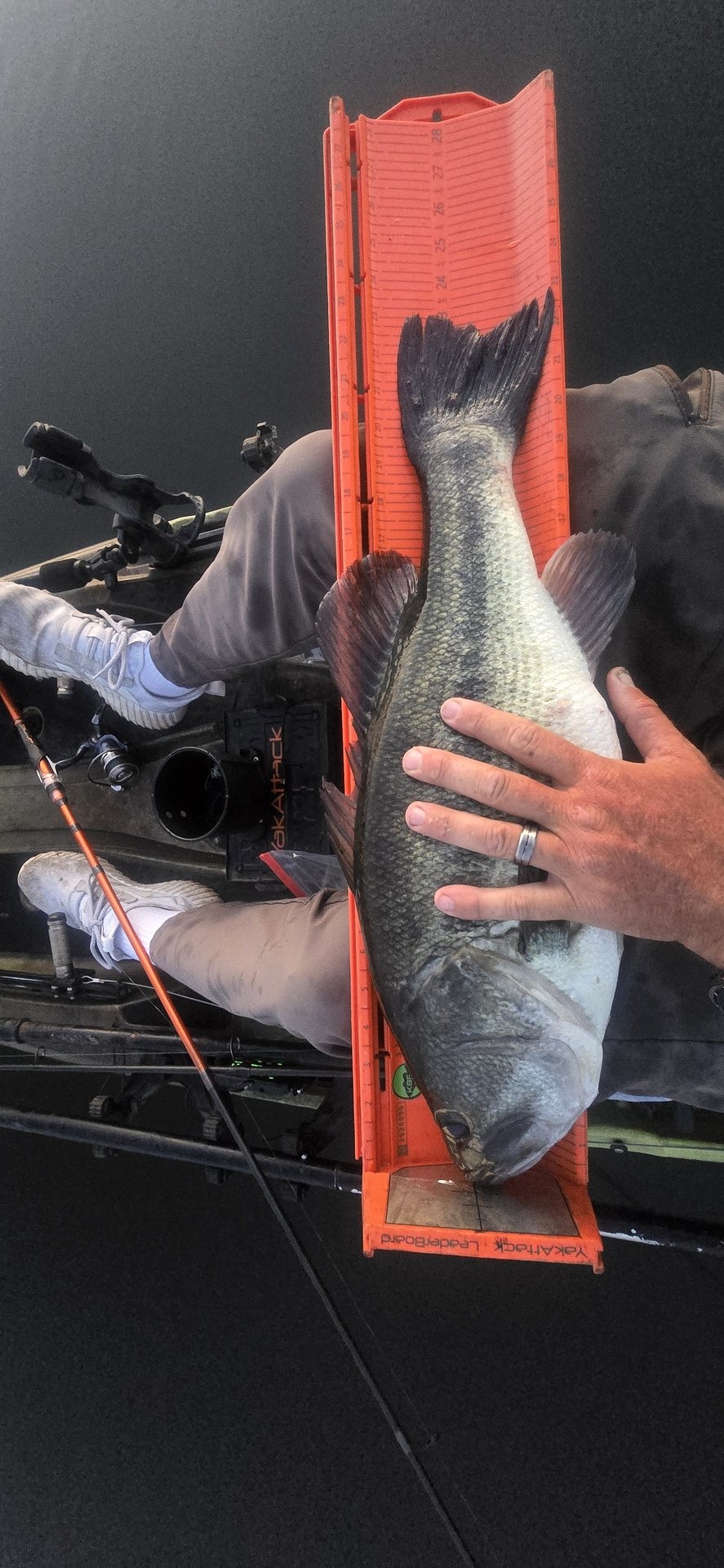 Largemouth Bass