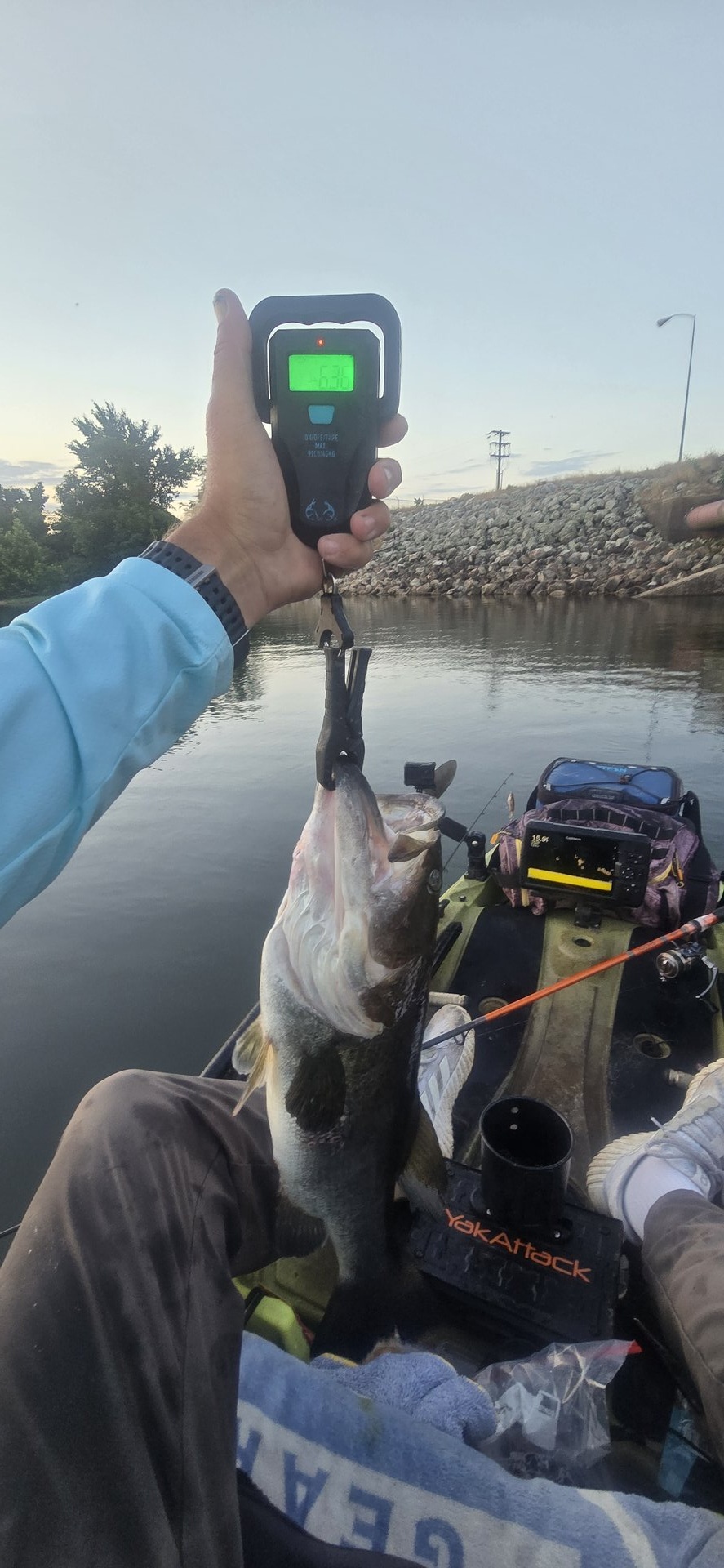 Largemouth Bass