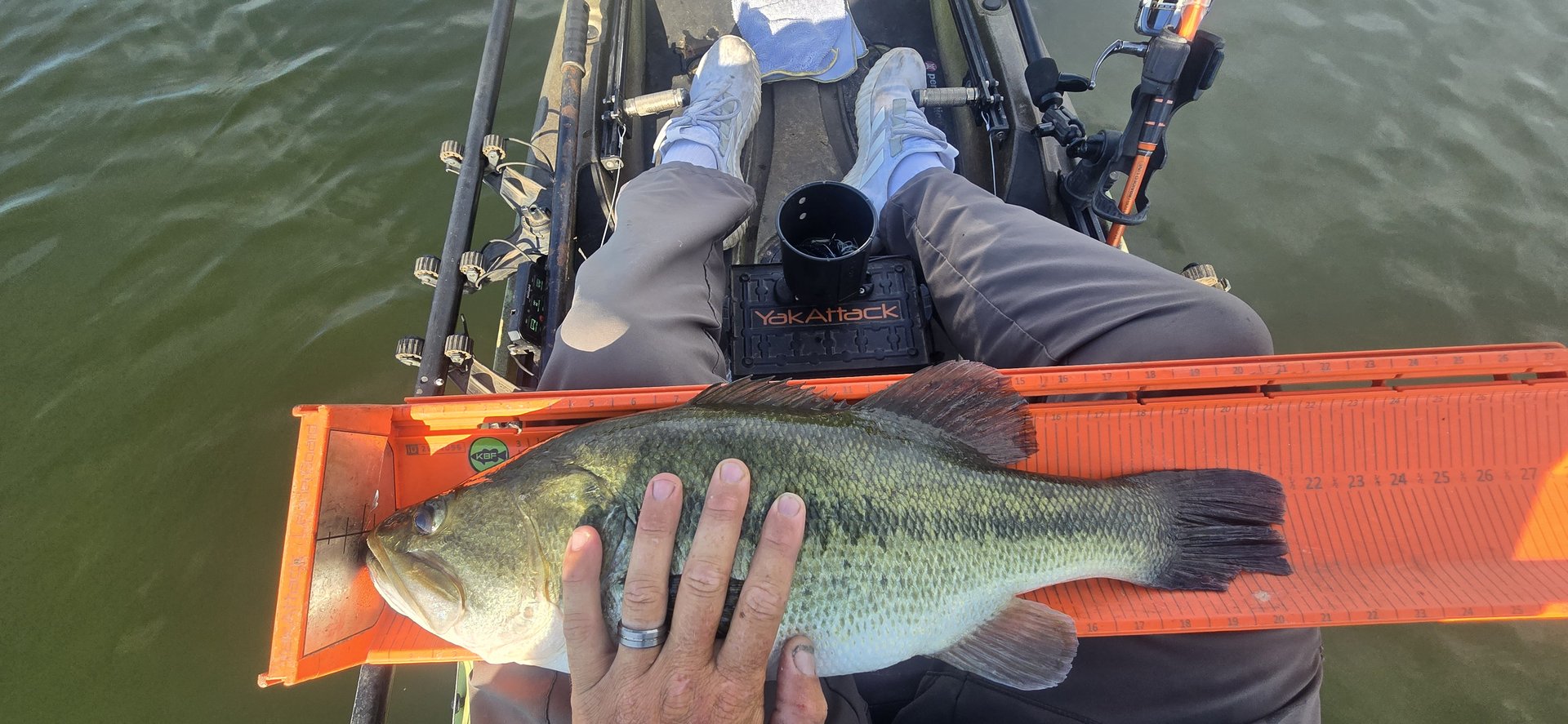 Largemouth Bass