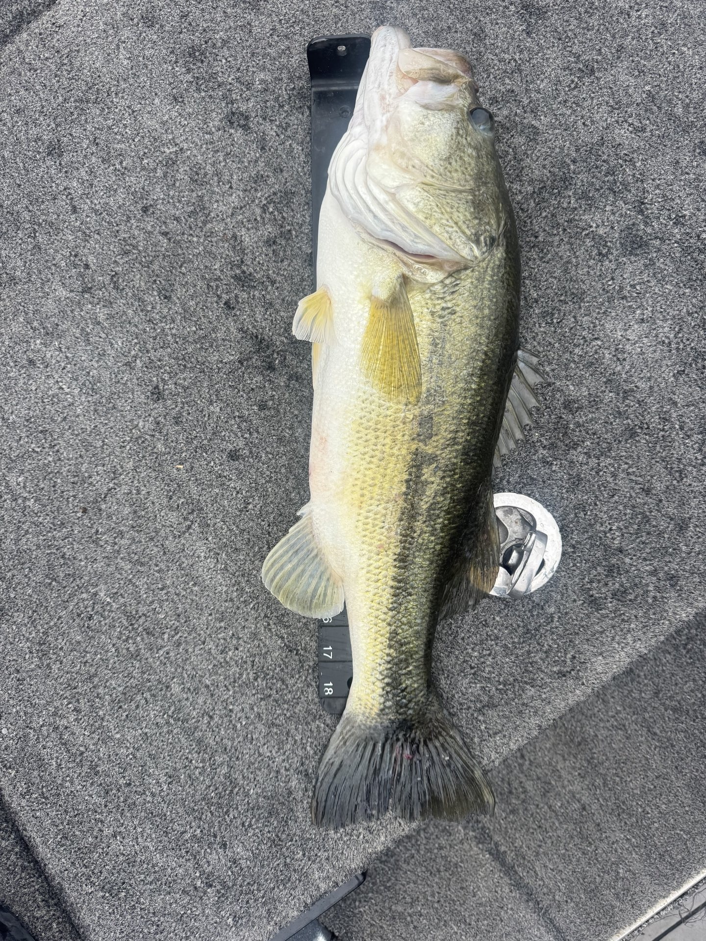 Rick Cruz · Fish on Measuring Board