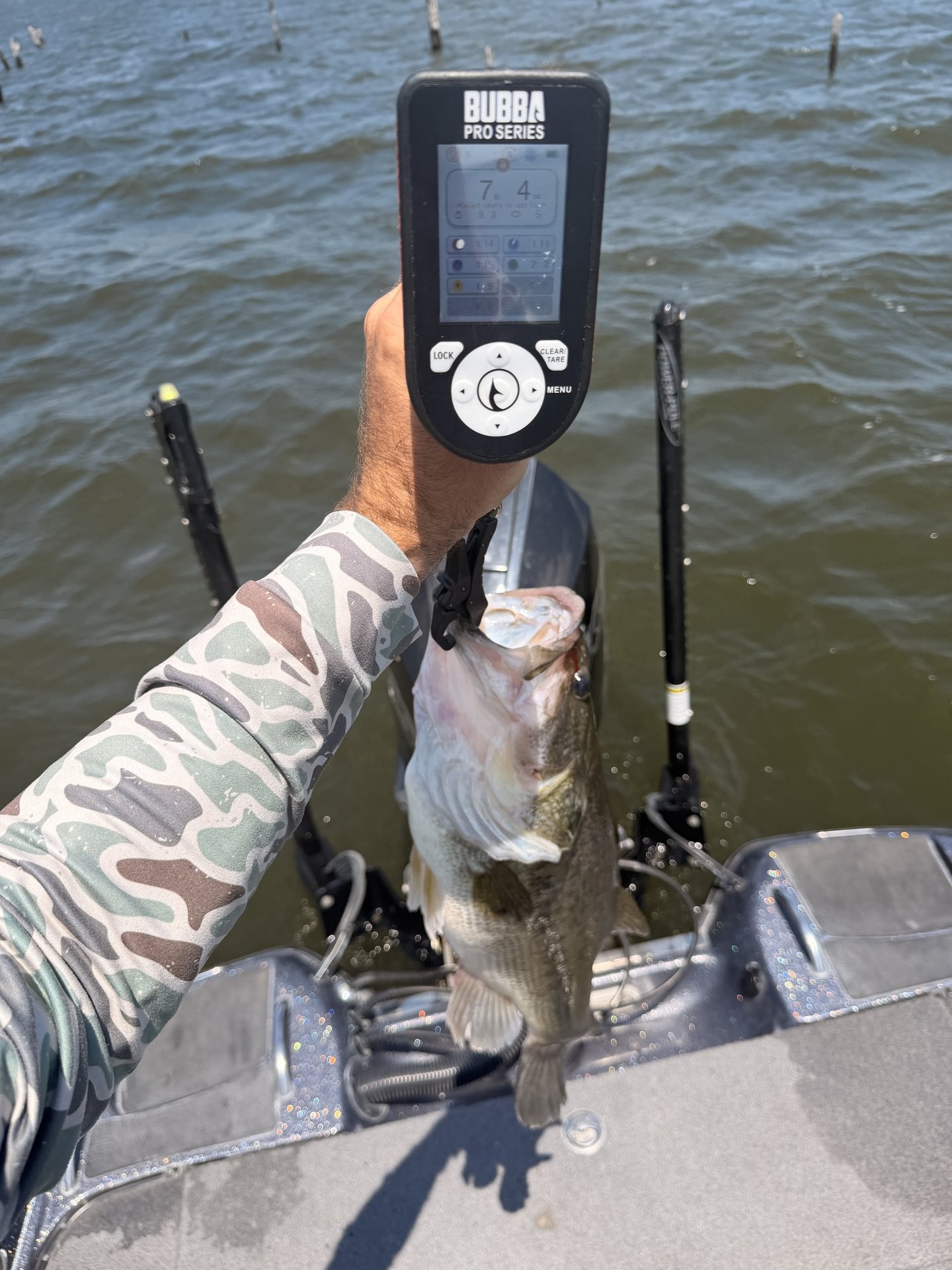 Largemouth Bass