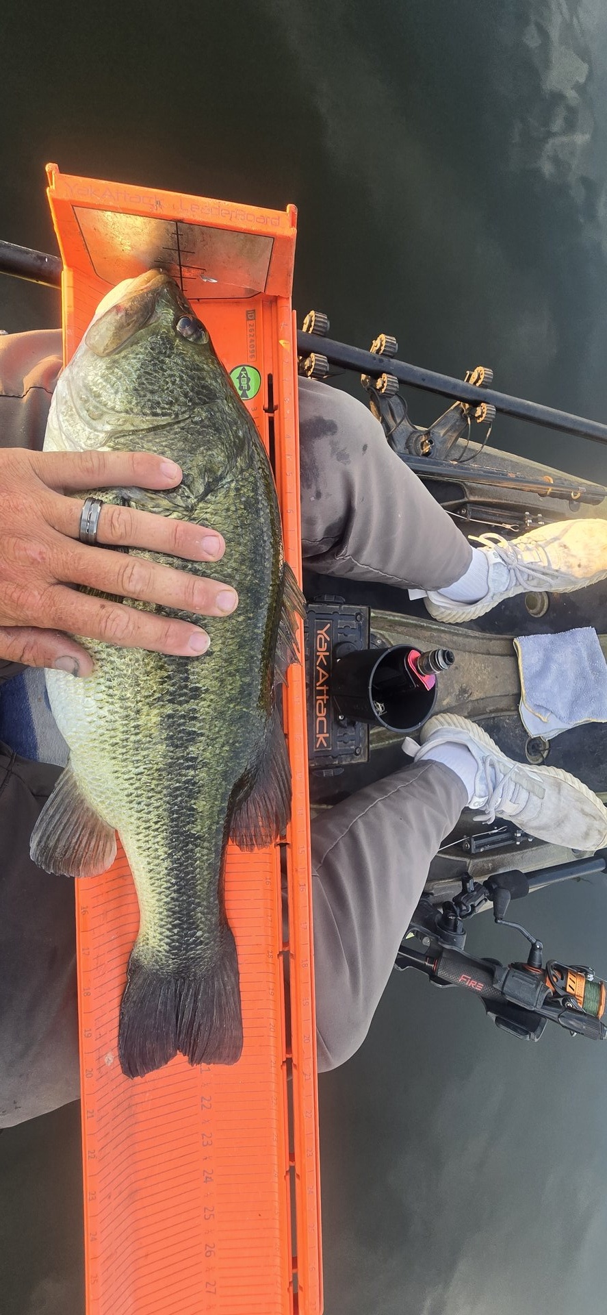Largemouth Bass