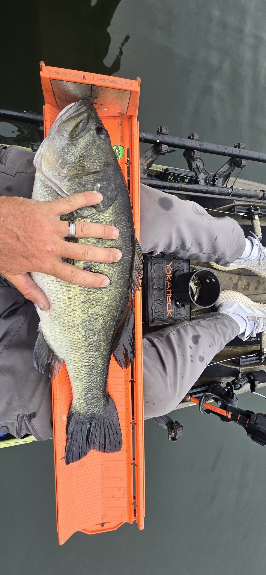 Largemouth Bass