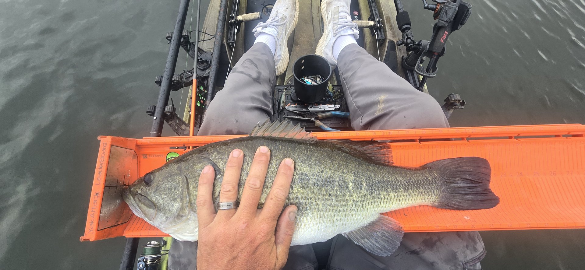 Largemouth Bass