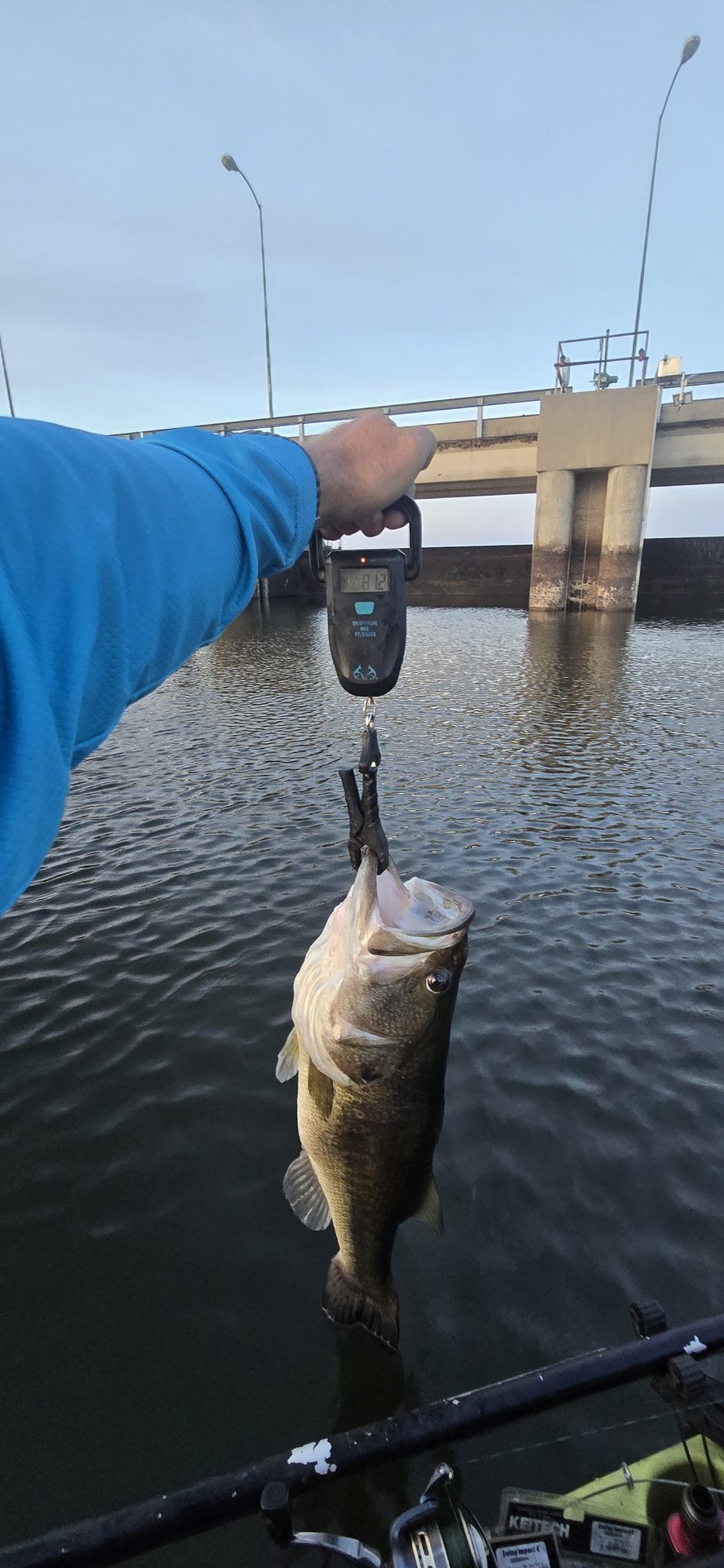 Largemouth Bass