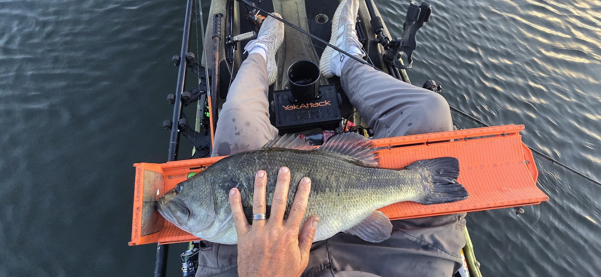 Largemouth Bass
