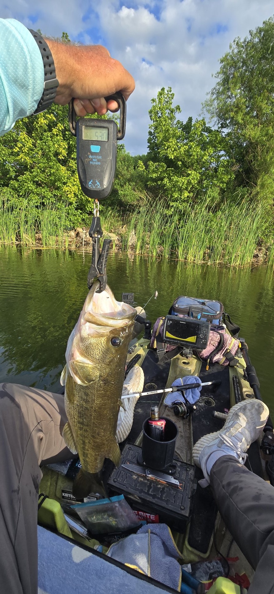 Largemouth Bass