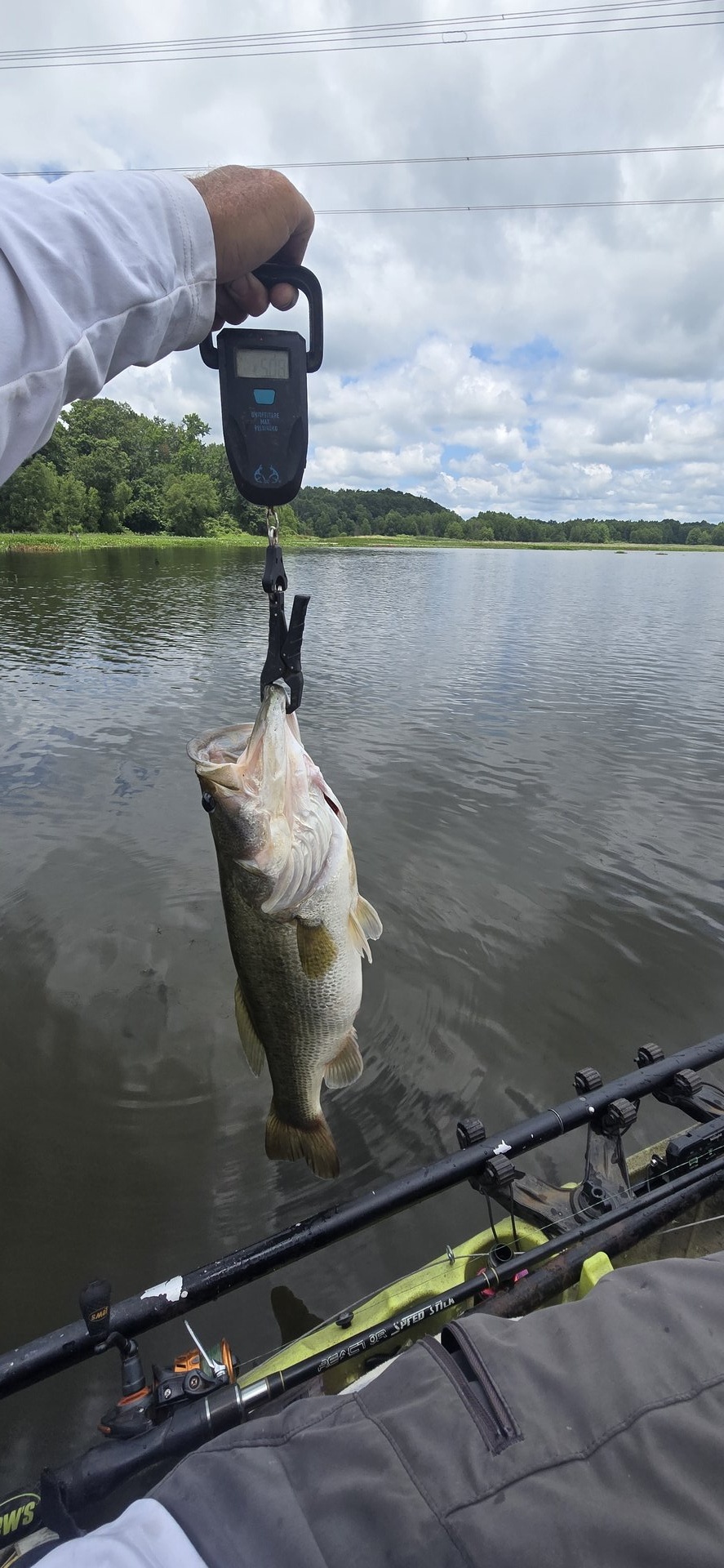 Largemouth Bass