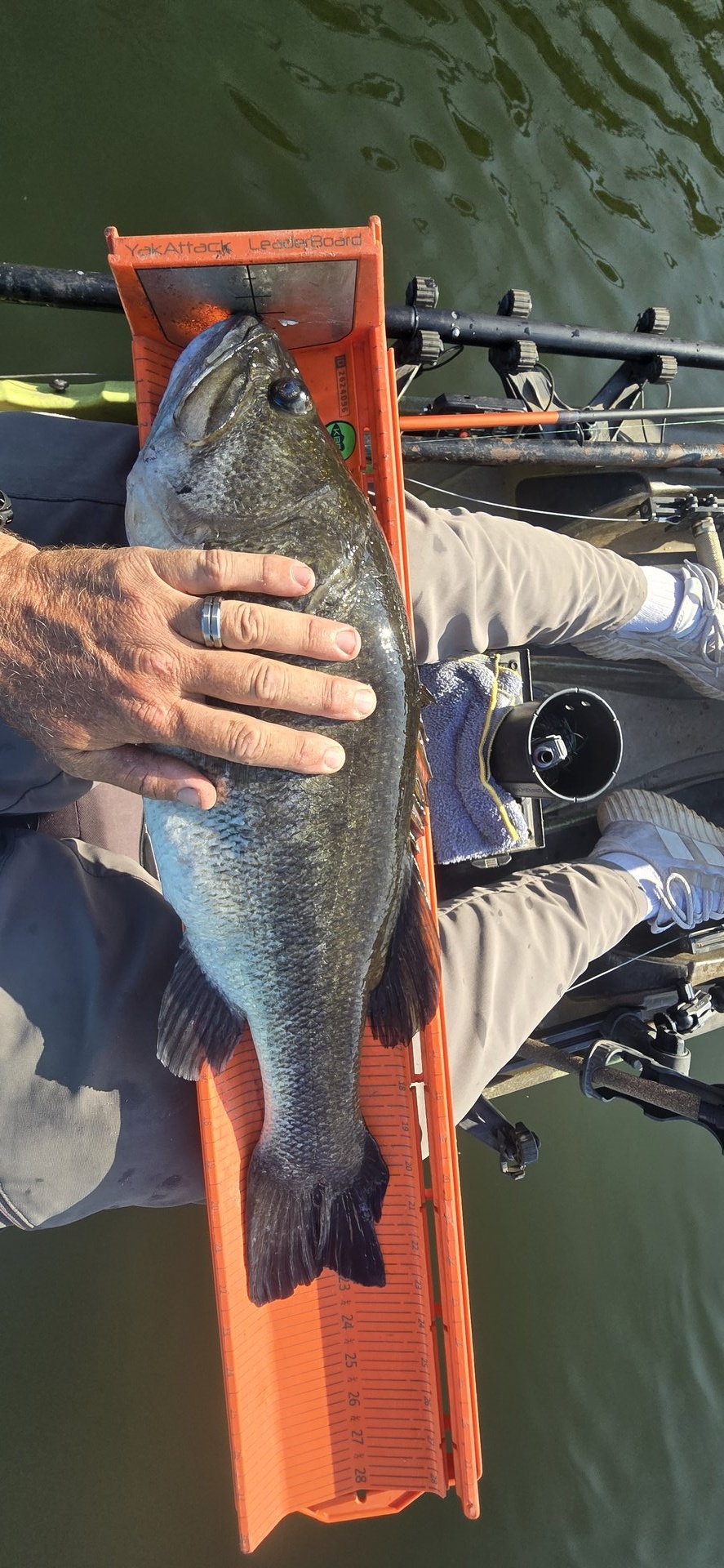 Largemouth Bass