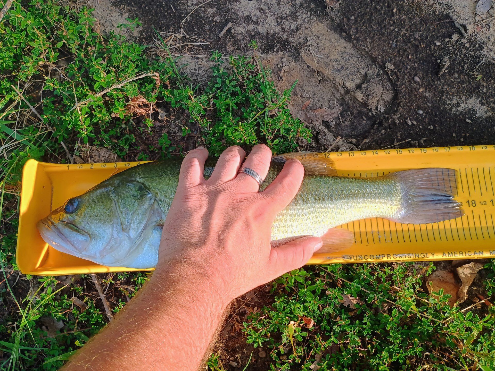 Largemouth Bass