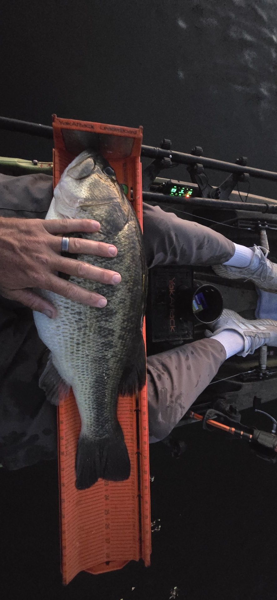 Largemouth Bass