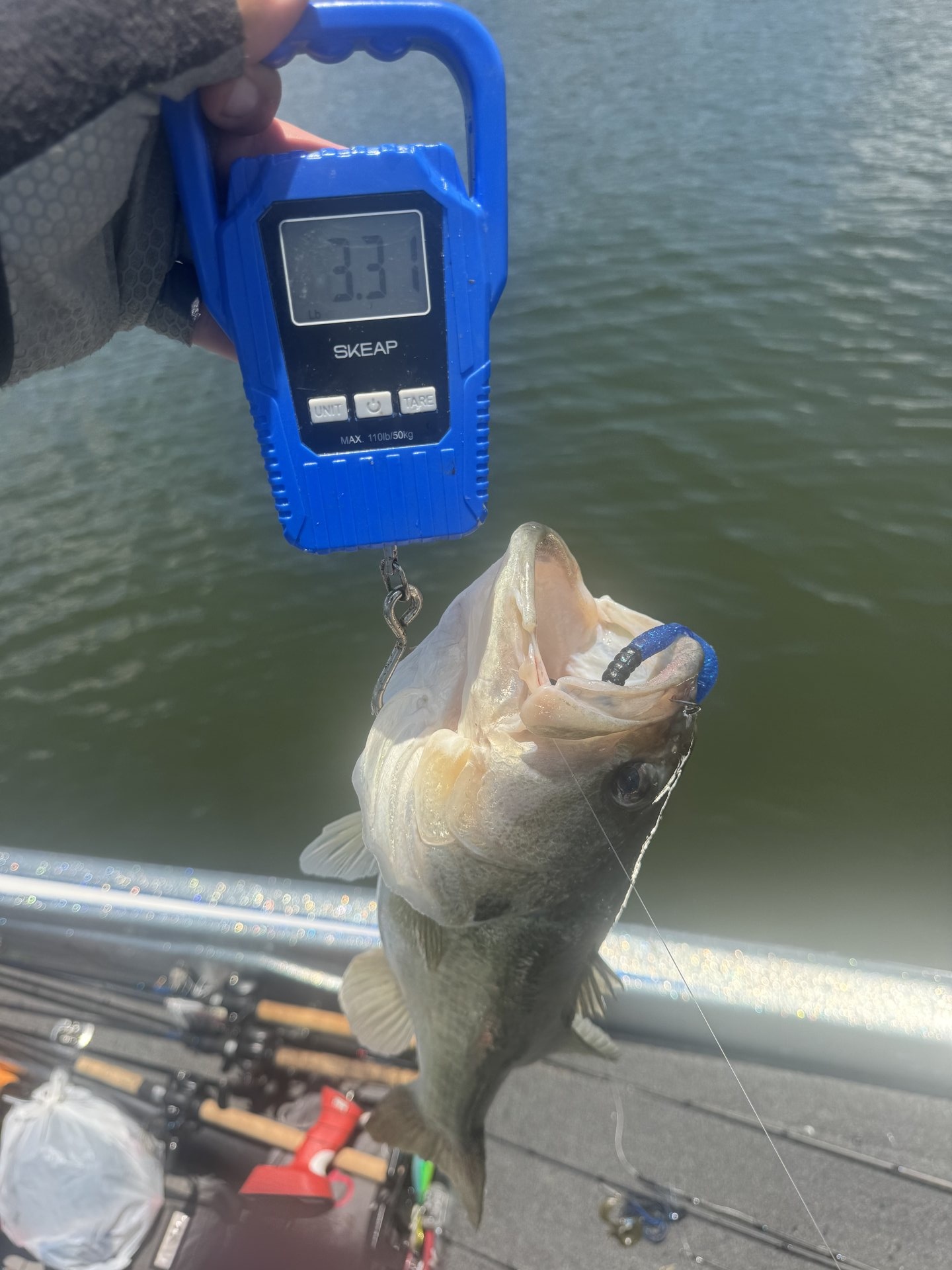 Largemouth Bass