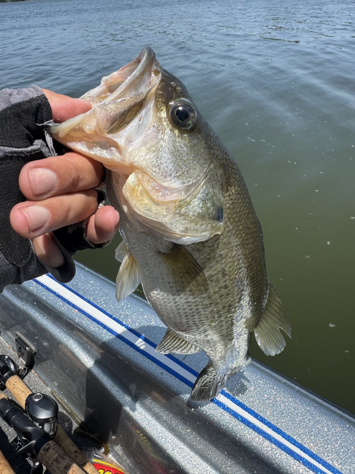 Largemouth Bass